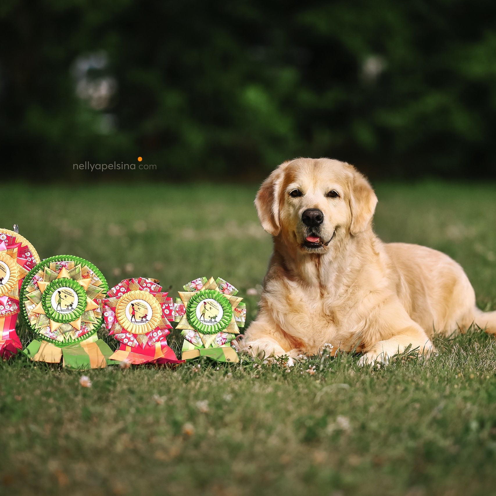 Фотограф Нелли Самойлова