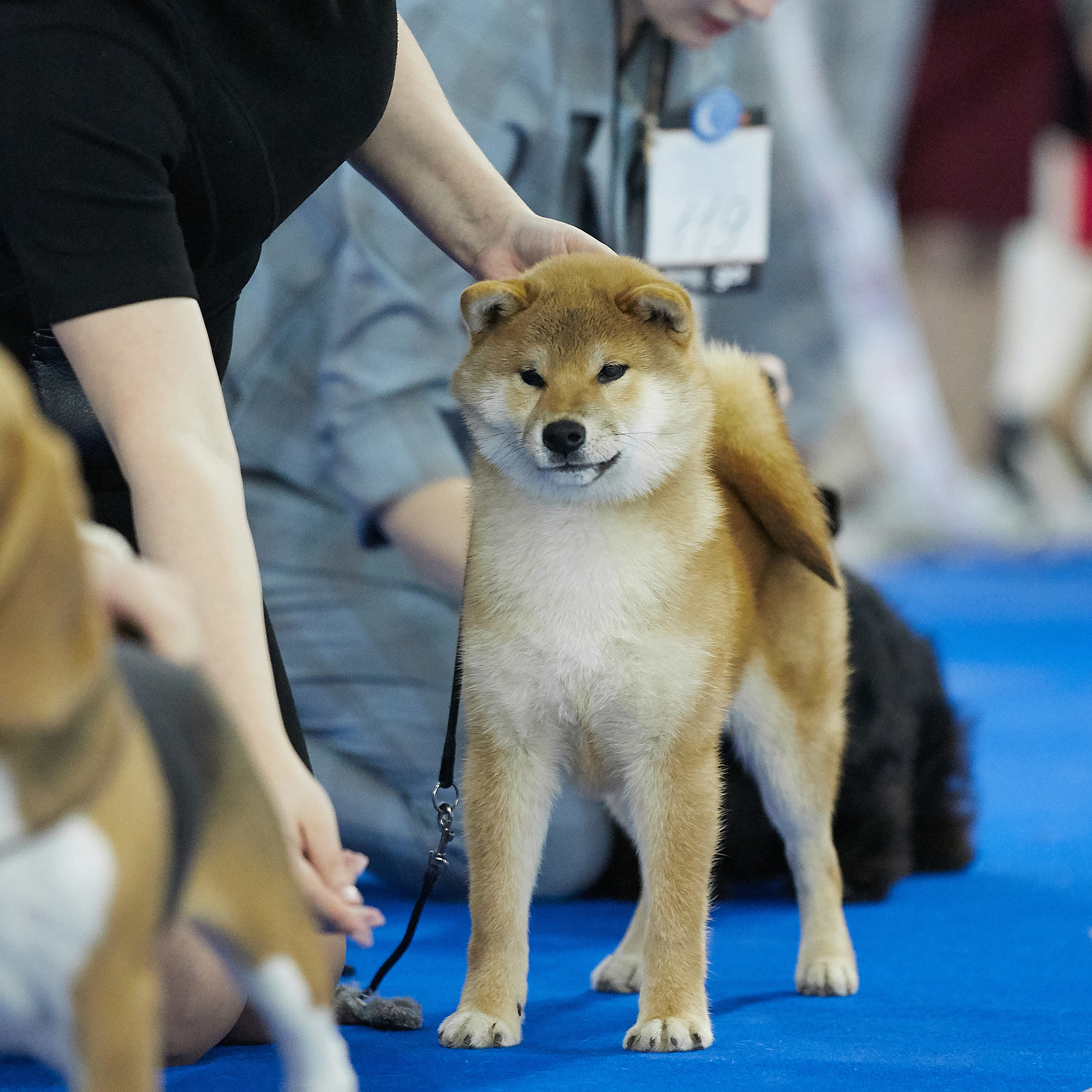 Локи * SHIOMARU EVER DREAM