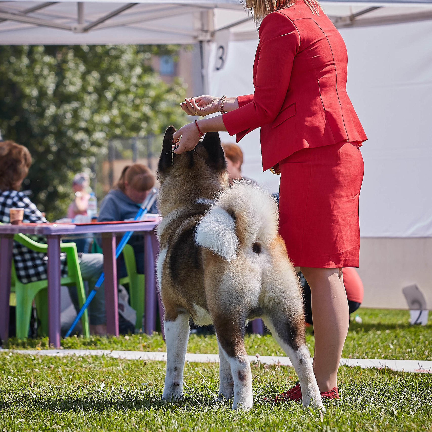 Новости питомника RUBYLIGHT, американская акита и сиба-ину. Американская акита I Сиба ину I Питомник RUBYLIGHT