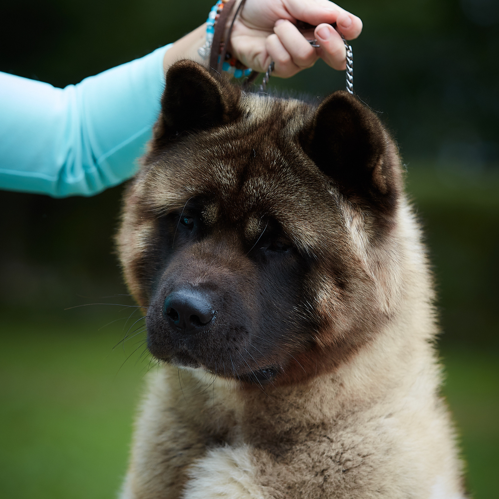 Американская акита питомник Санкт-Петербург. Gals *  IMAGINE DRAGON