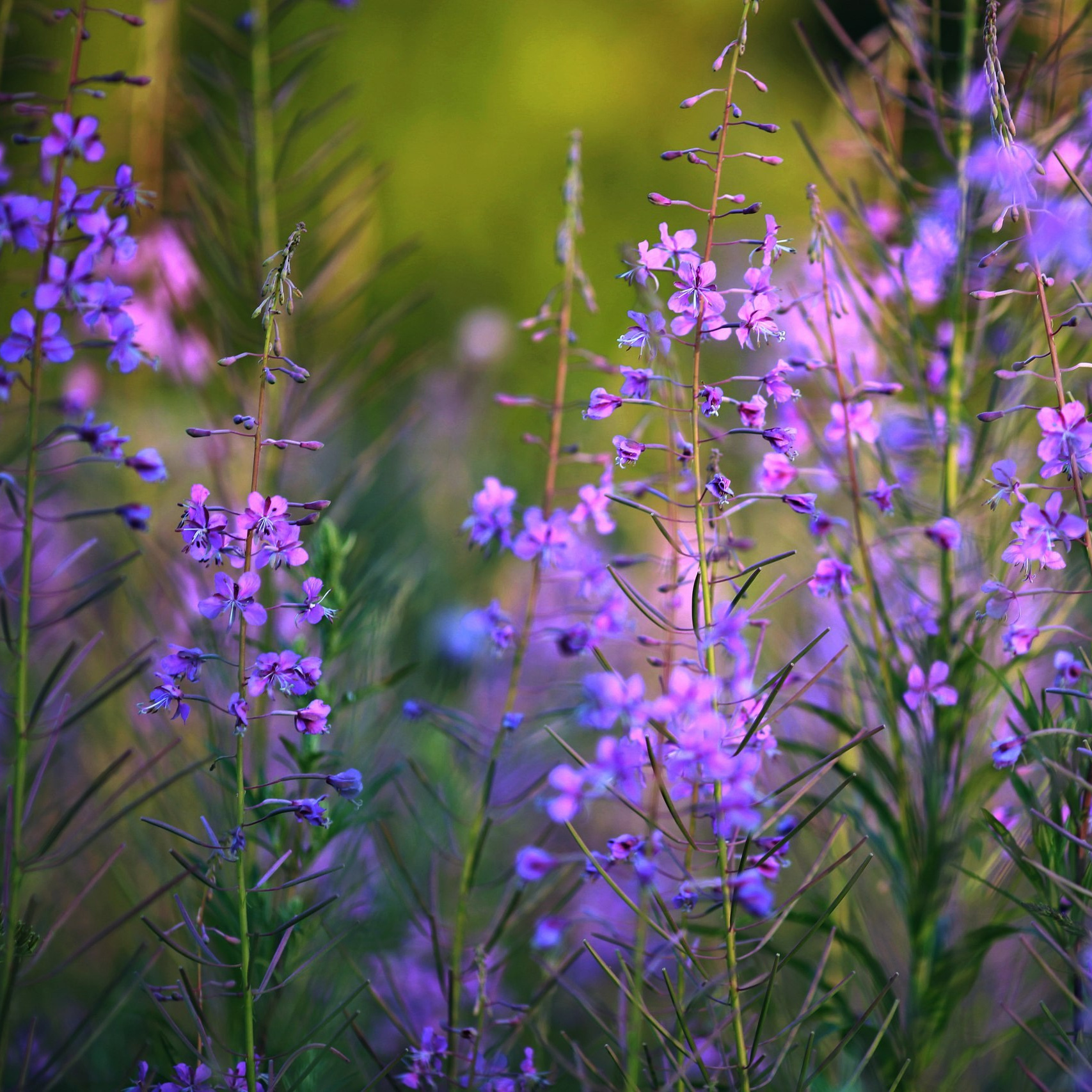 На какую технику я снимаю?. Профессиональный фотограф, фотохудожник, видеограф из Москвы
