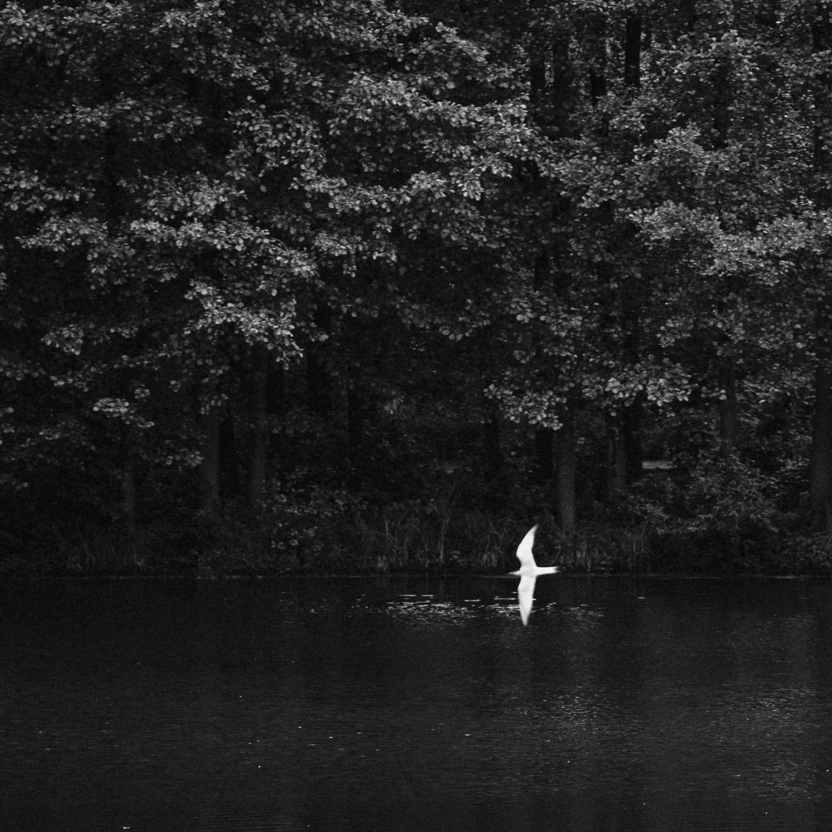 ЦЕНЫ. Свадебный Фотограф Толстой Константин