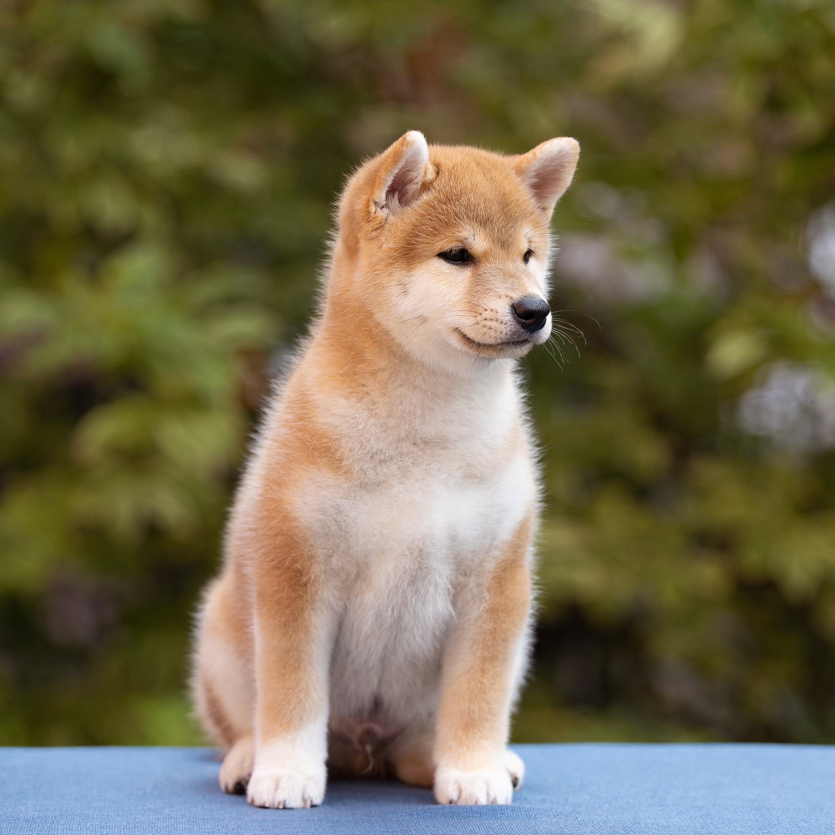 В каком возрасте фотографировать. ФОТОГРАФ-АНИМАЛИСТ l LANA POLYAKOVA