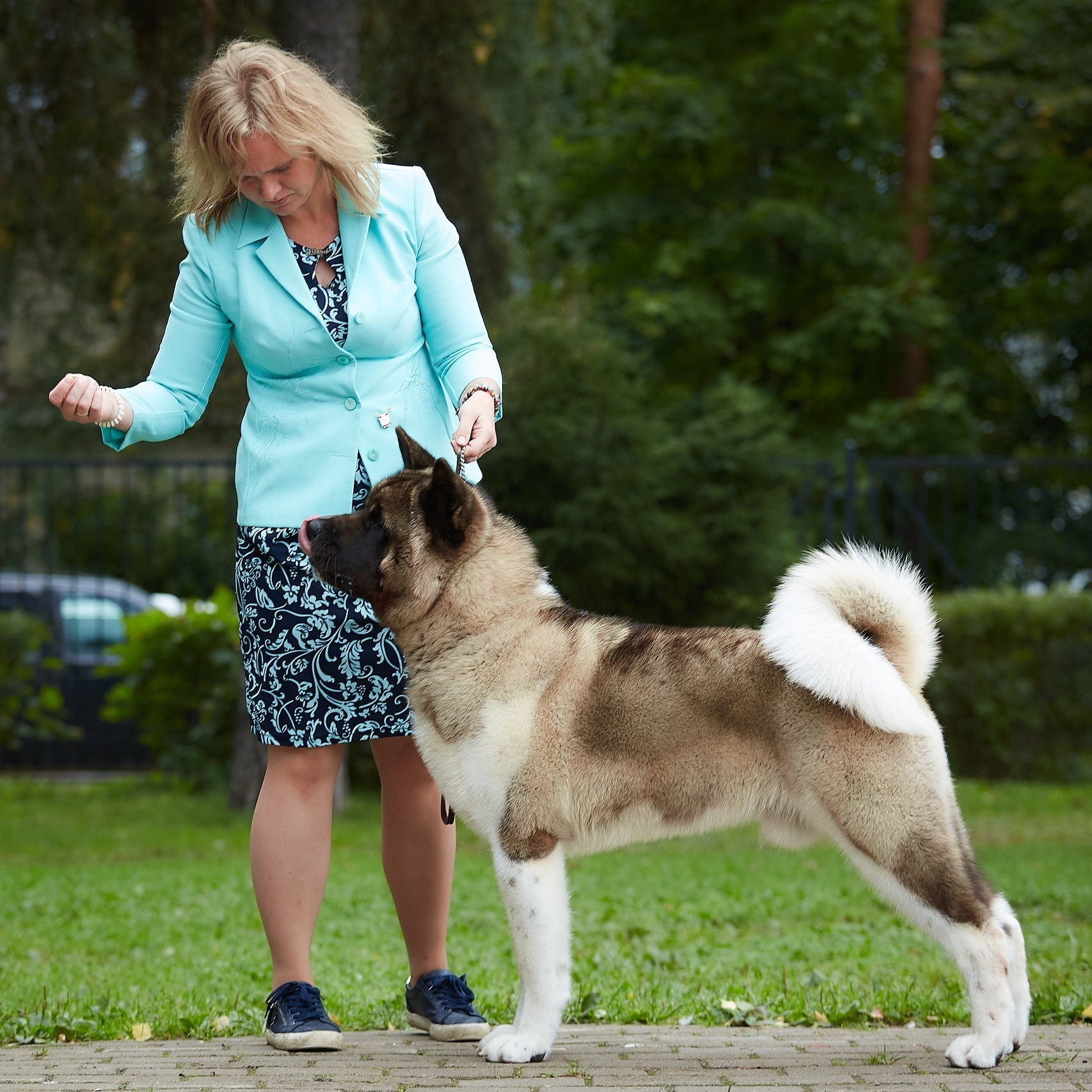 Gals * IMAGINE DRAGON. AMERICAN AKITA RUBYLIGHT KENNEL I SHIBA-INU