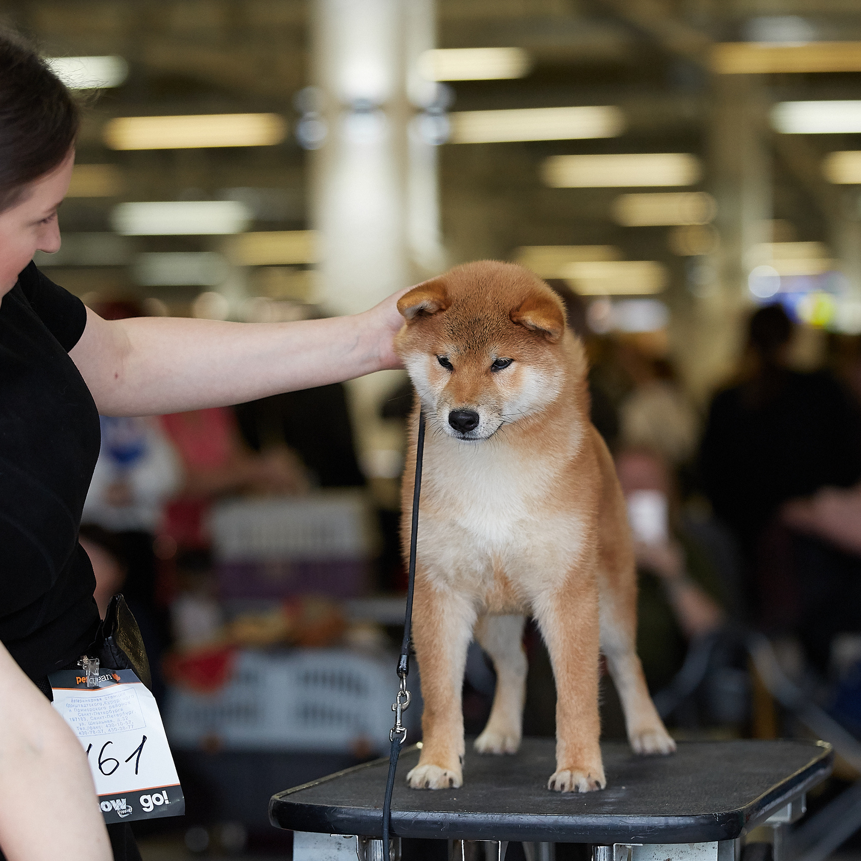 Локи * SHIOMARU EVER DREAM
