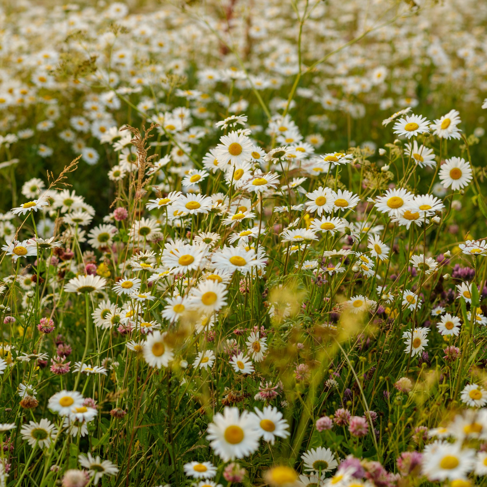 Aleksandr.spb.ru. Александр спб ру фотограф