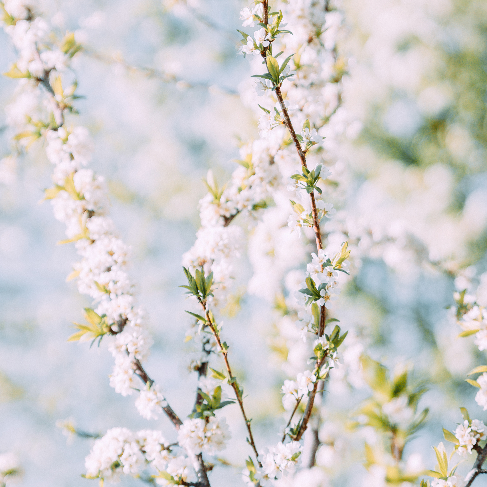 Свадебный и портретный фотограф в Новокузнецке Екатерина Авдеева