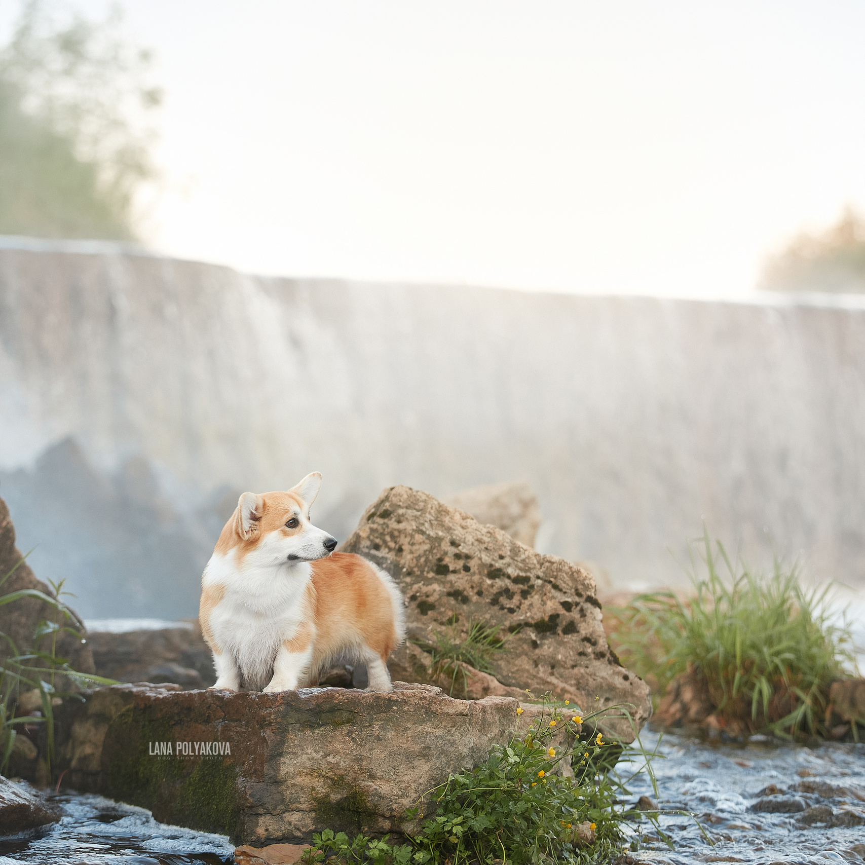 Летние фотосессии для собак в Санкт-Петербурге. ФОТОГРАФ-АНИМАЛИСТ l LANA POLYAKOVA