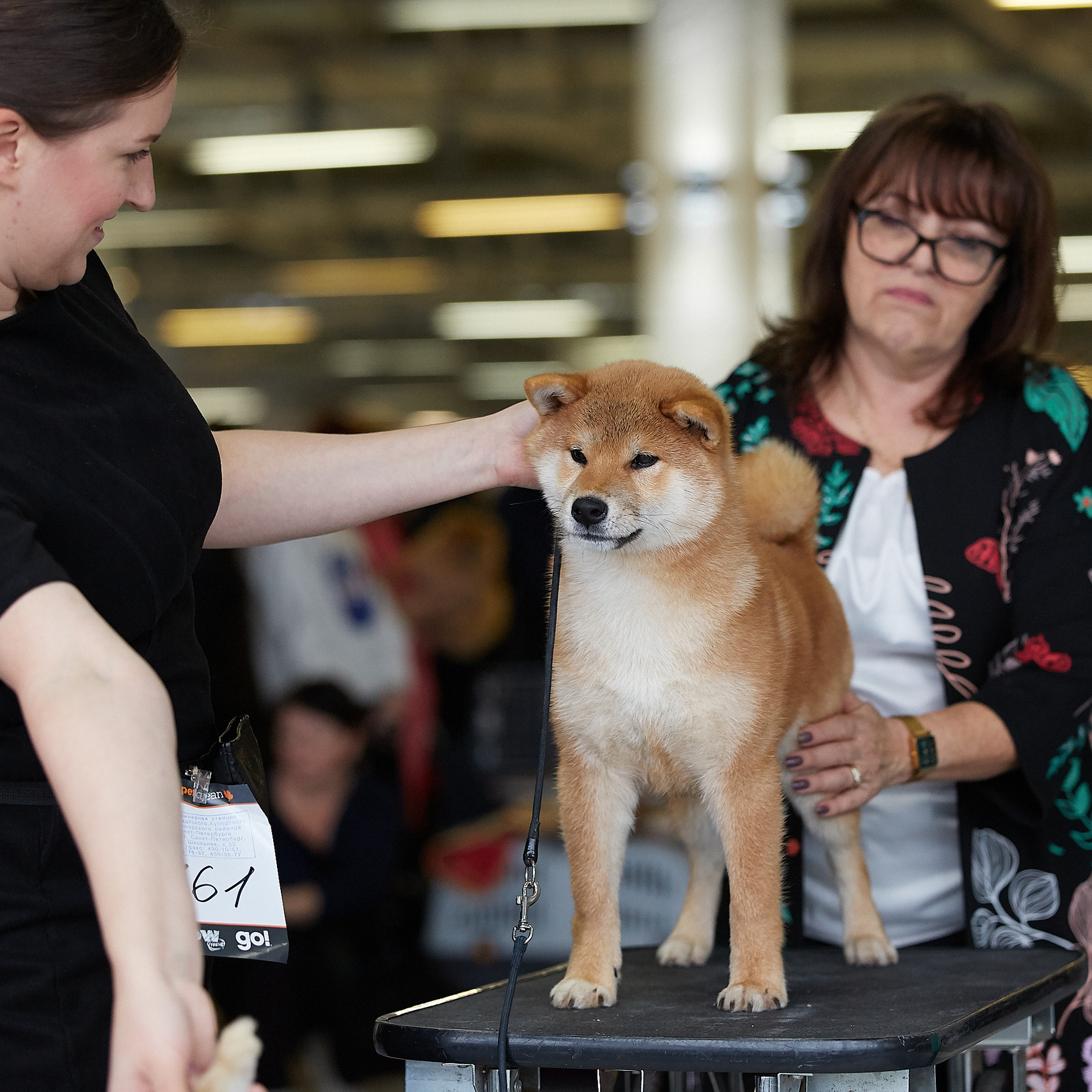 AMERICAN AKITA RUBYLIGHT KENNEL I SHIBA-INU