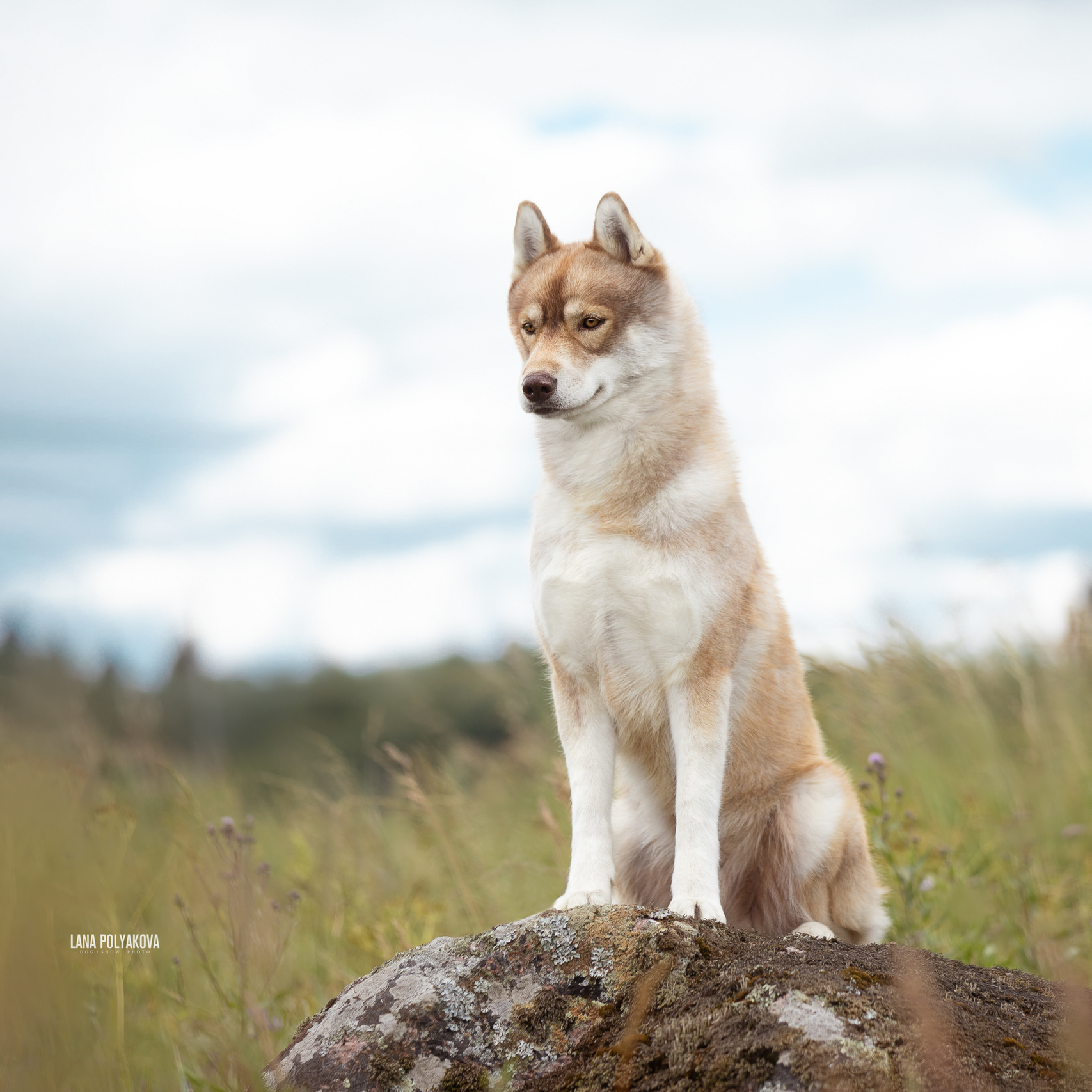 Как подготовиться к фотосъемке. ФОТОГРАФ-АНИМАЛИСТ l LANA POLYAKOVA