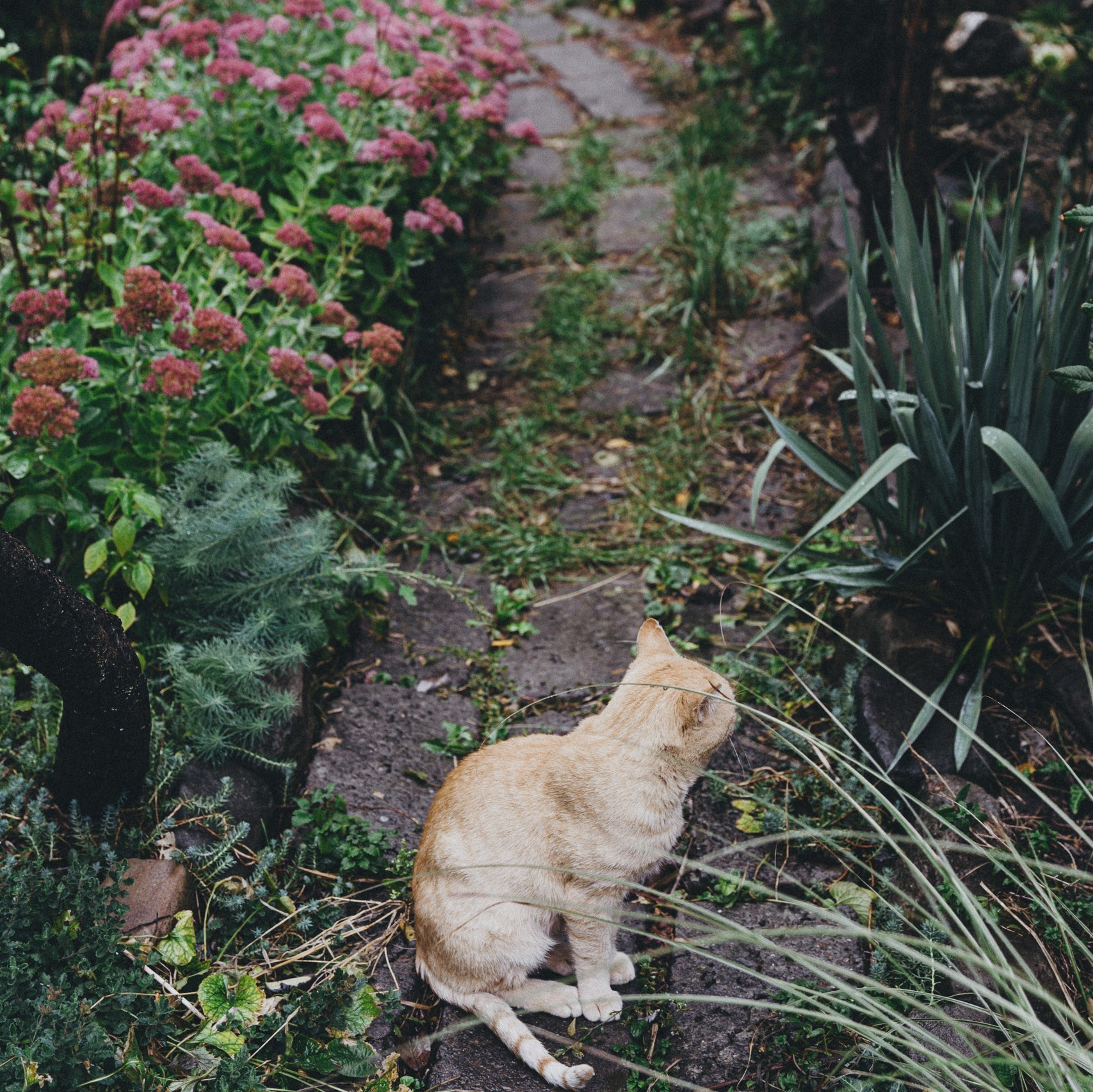 Фотосессия животных Ростов