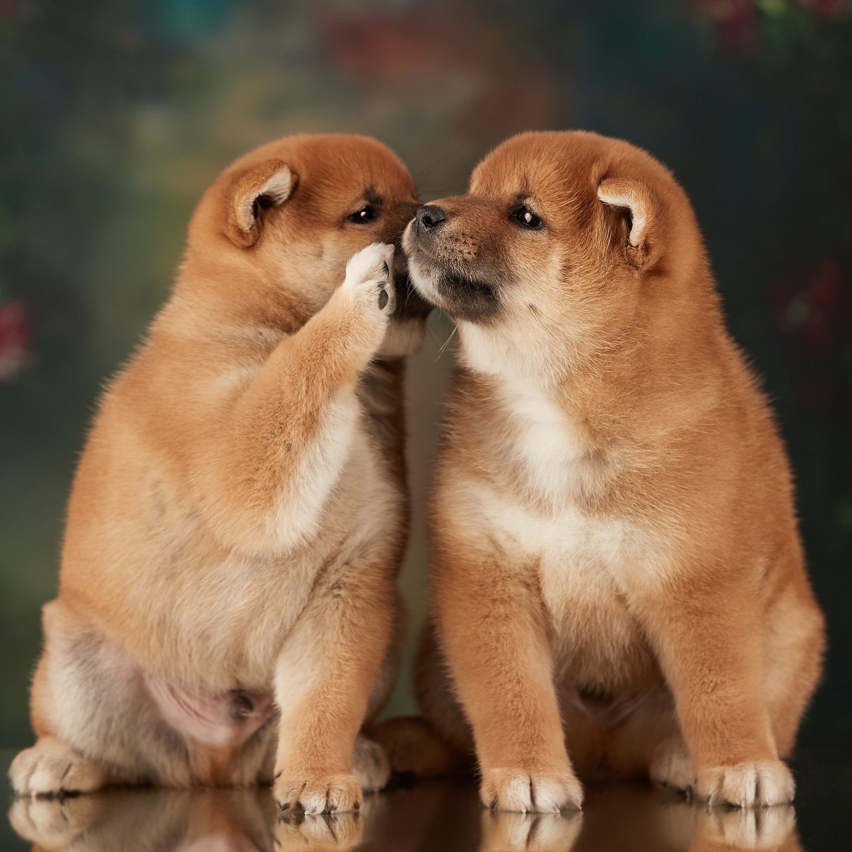 ФОТО. ФОТОГРАФ-АНИМАЛИСТ l LANA POLYAKOVA