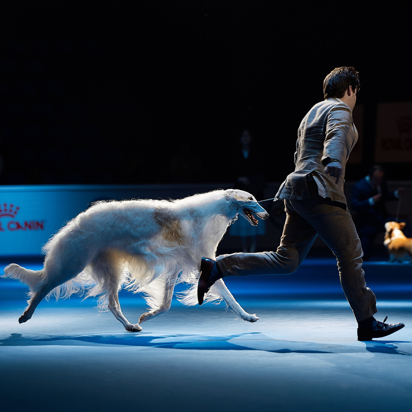 ФОТО ВЫСТАВКИ. ФОТОГРАФ-АНИМАЛИСТ l LANA POLYAKOVA