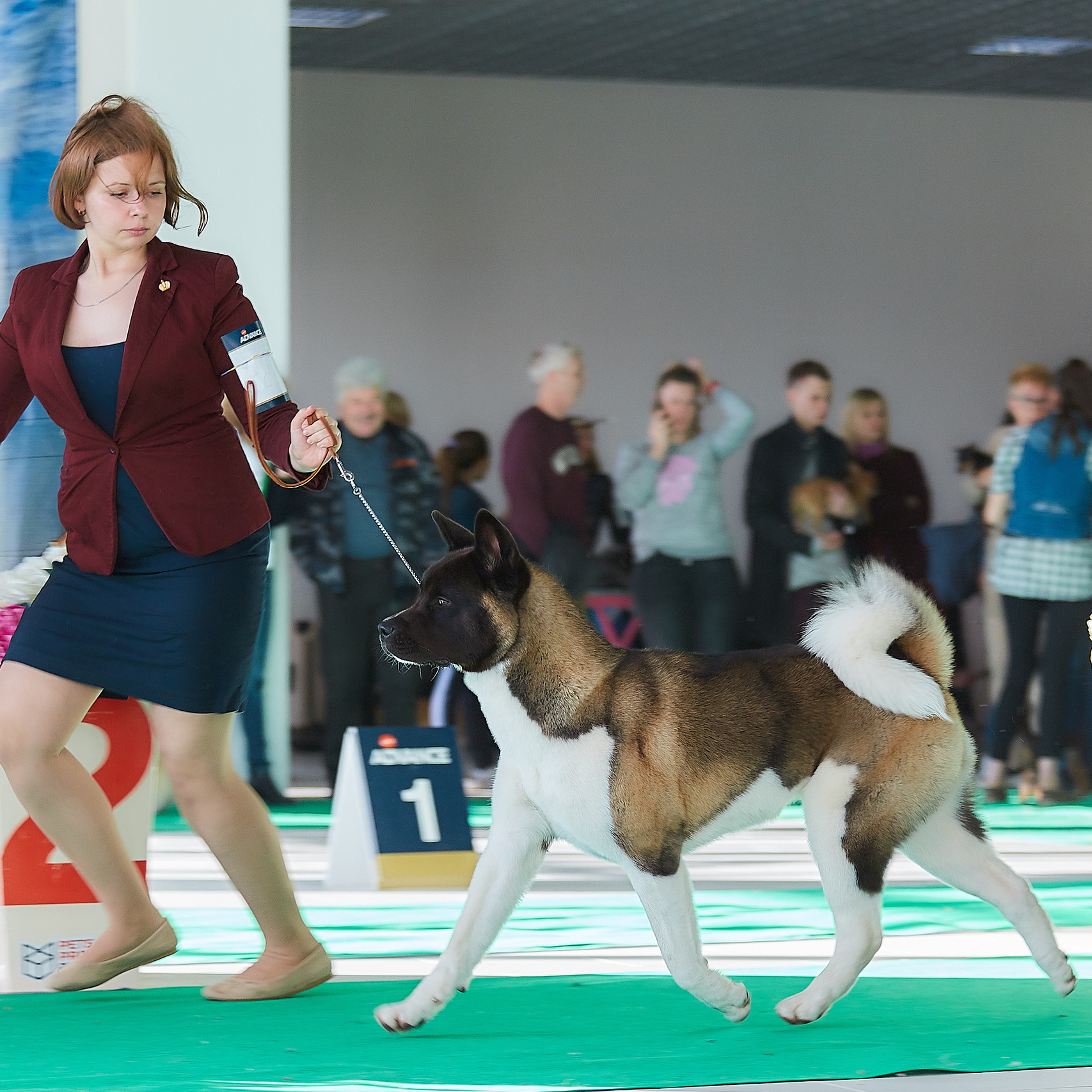 Американская акита RUBYLIGHT AYRISH. Фото: Lana Polyakova