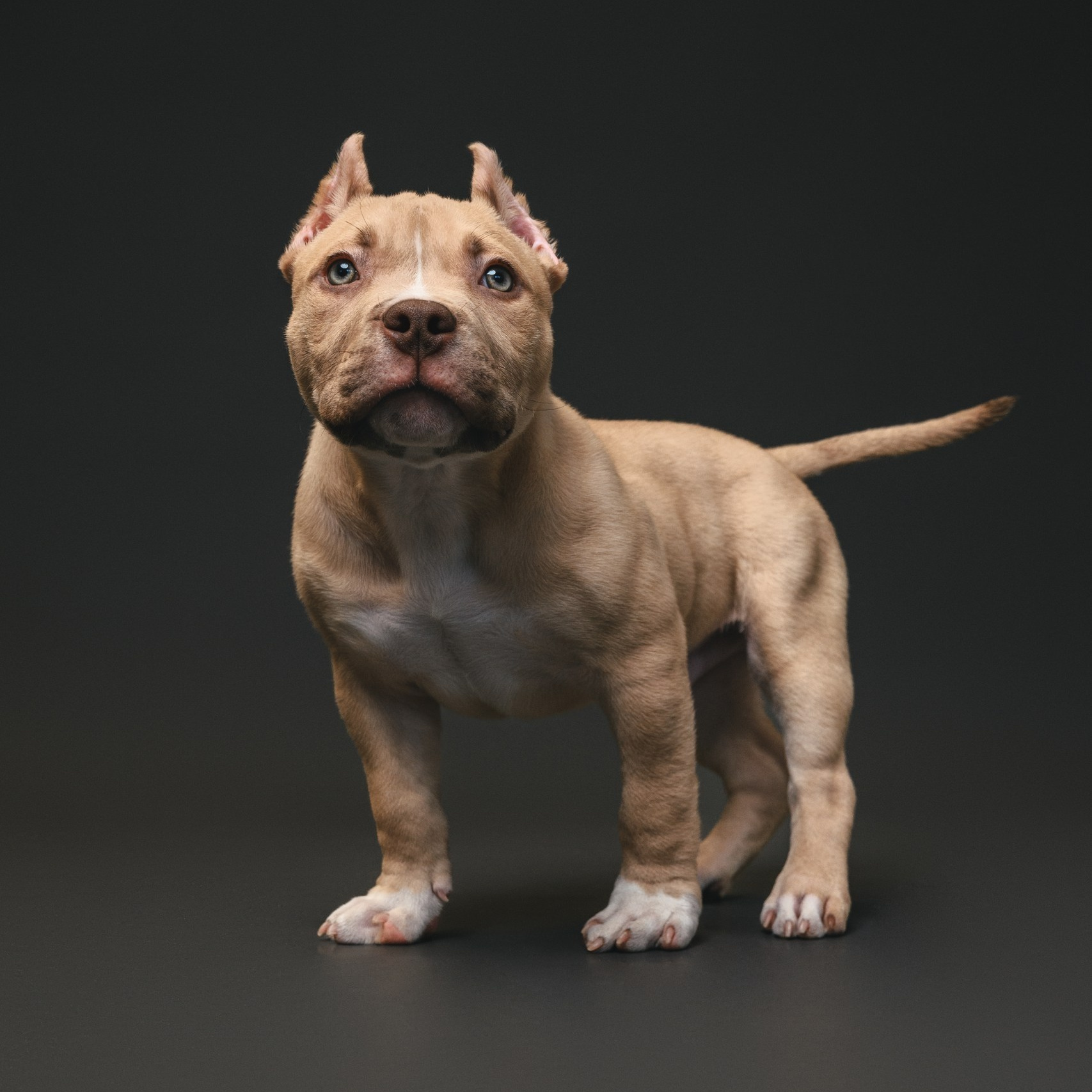 Тарифы и Условия. Фотограф Анималист в Москве Анастасия Жучкова