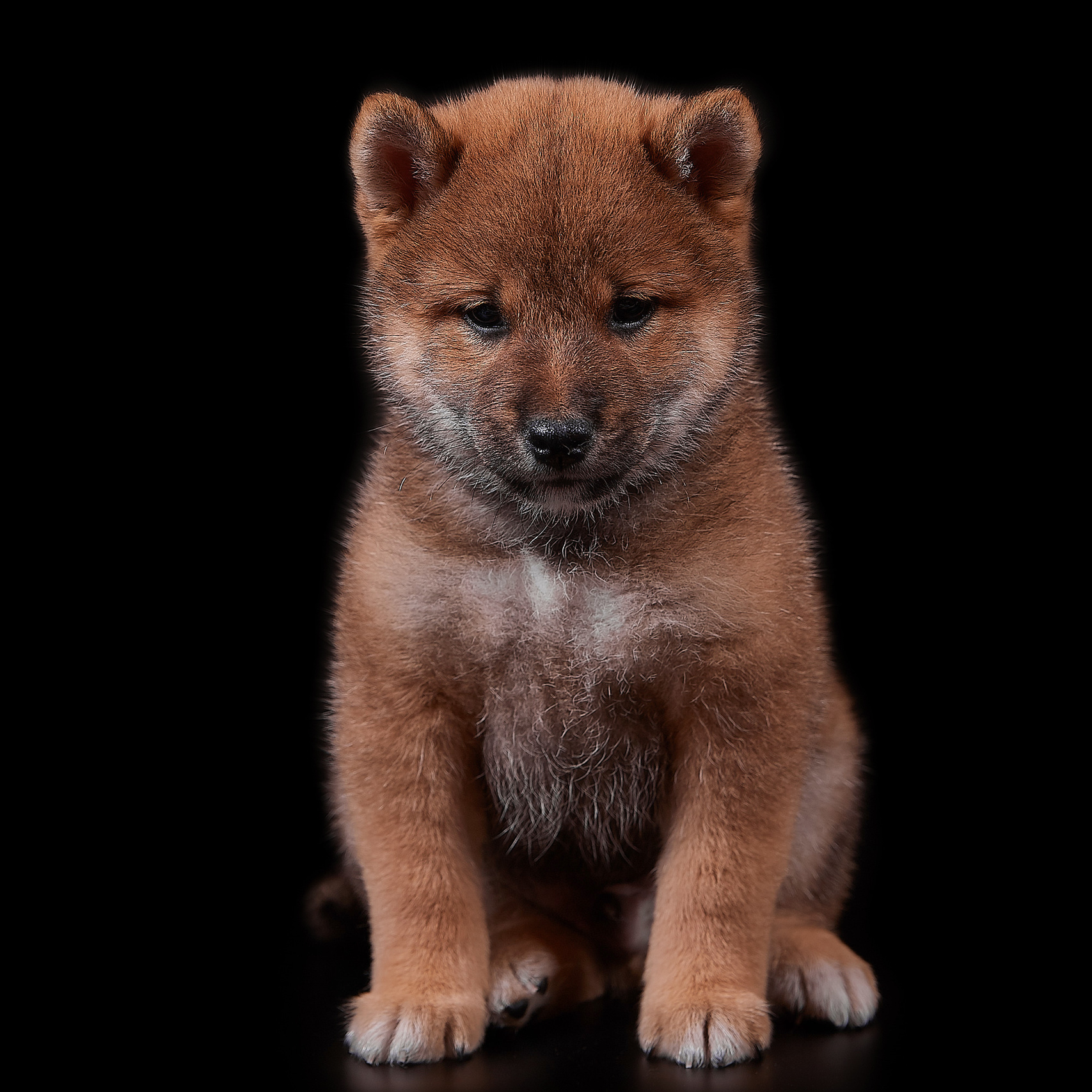 AMERICAN AKITA RUBYLIGHT KENNEL I SHIBA-INU