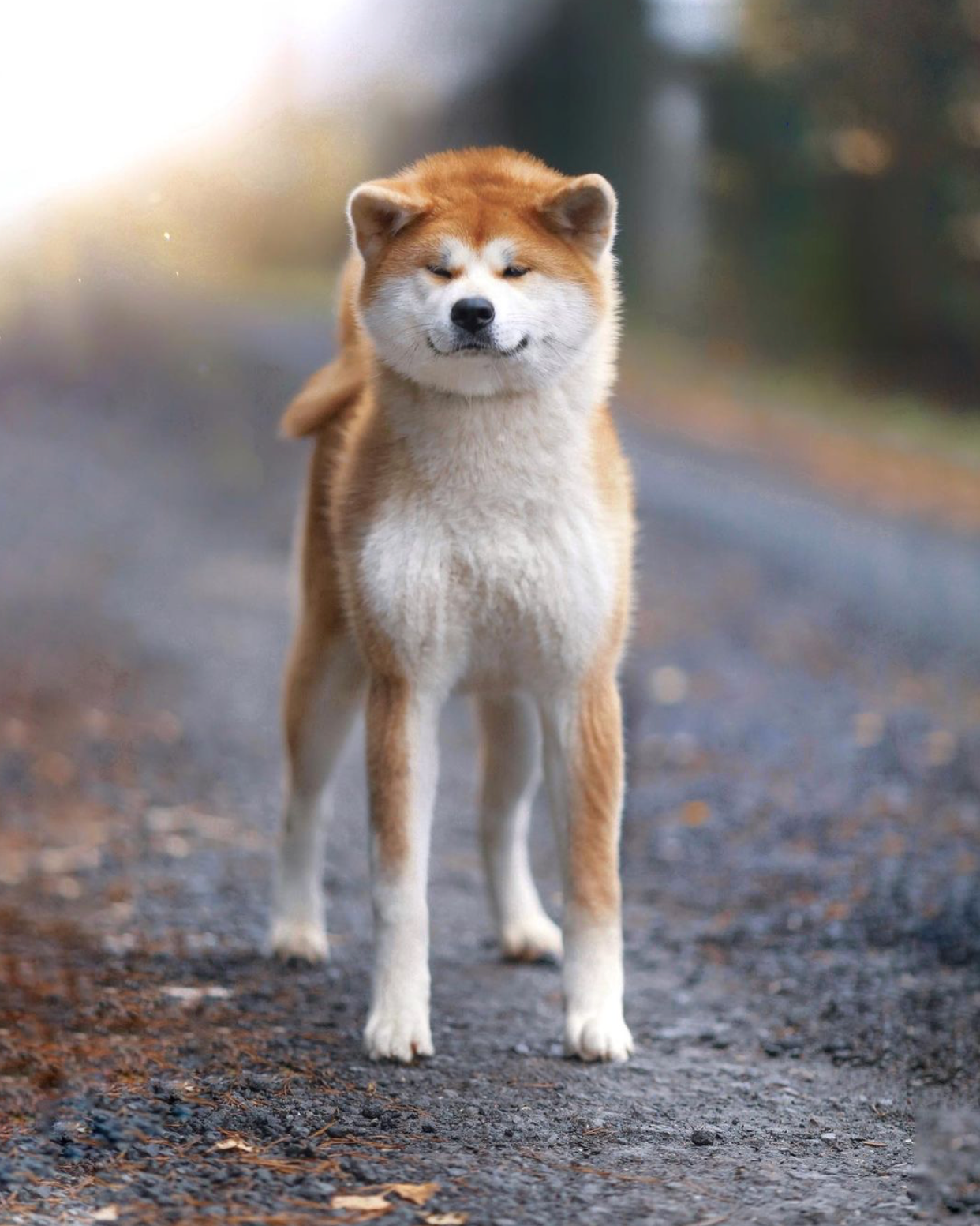 Female. Kennel Akita inu