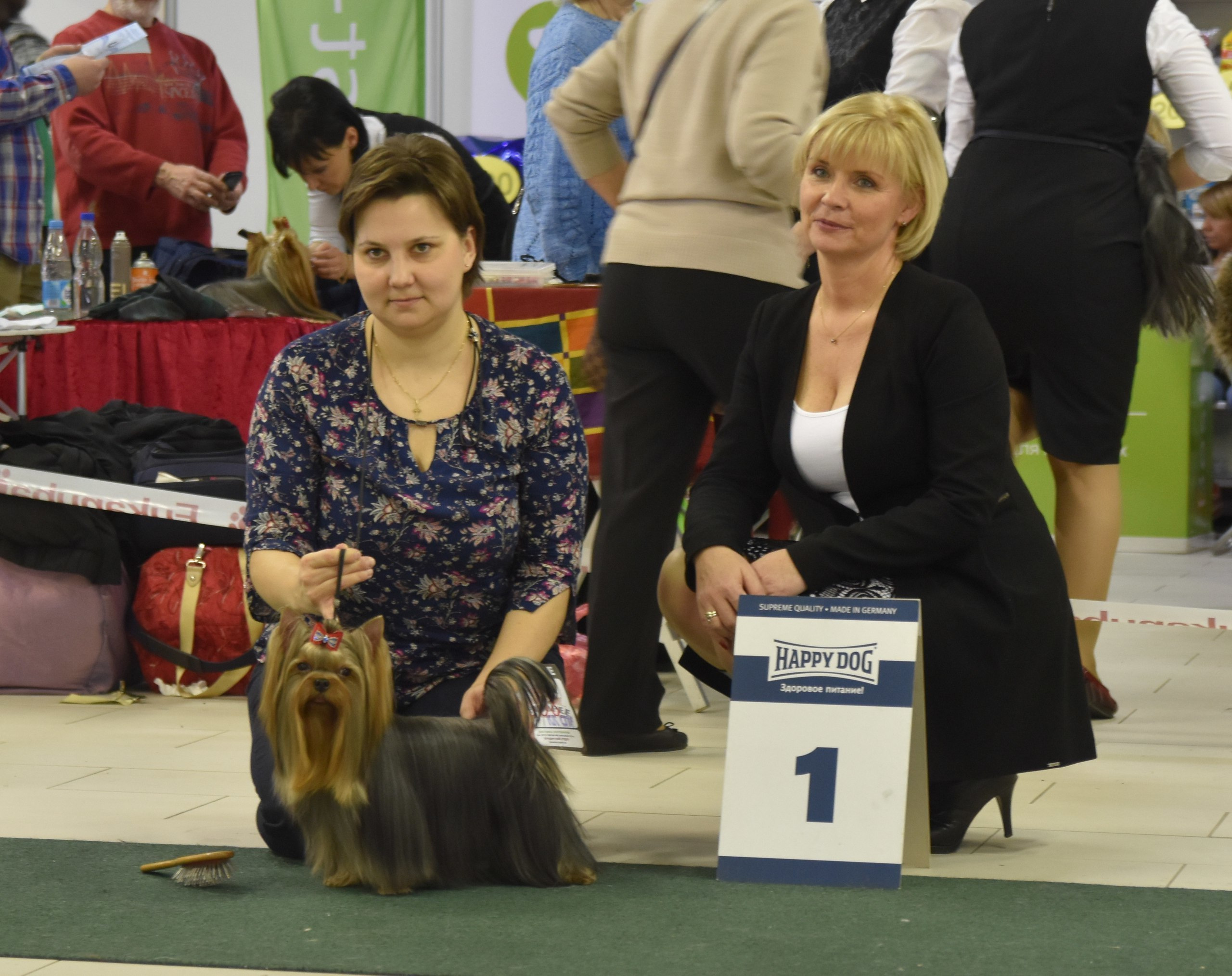2016 г Результаты выставок. Питомник Йоркширских терьеров Дэнстайл в Санкт-Петербурге заводчик Тих