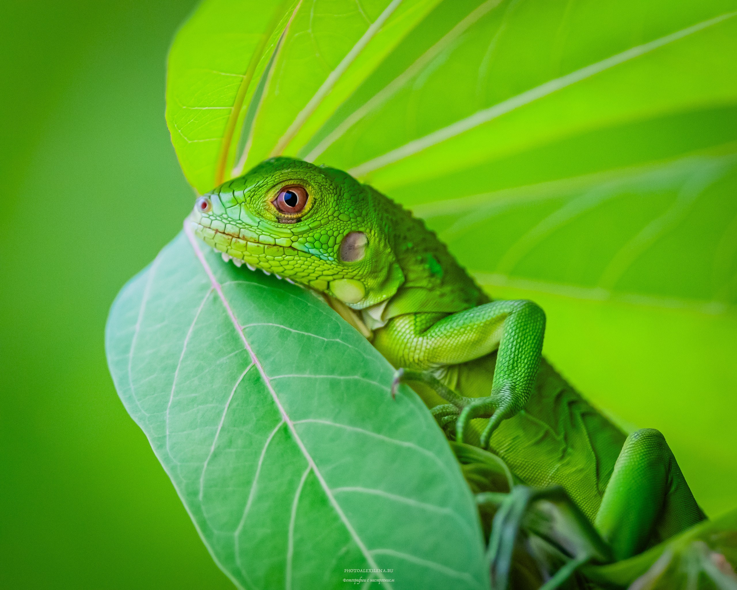 Мой кадр в десятке лучших. Авторские стильные фотокартины