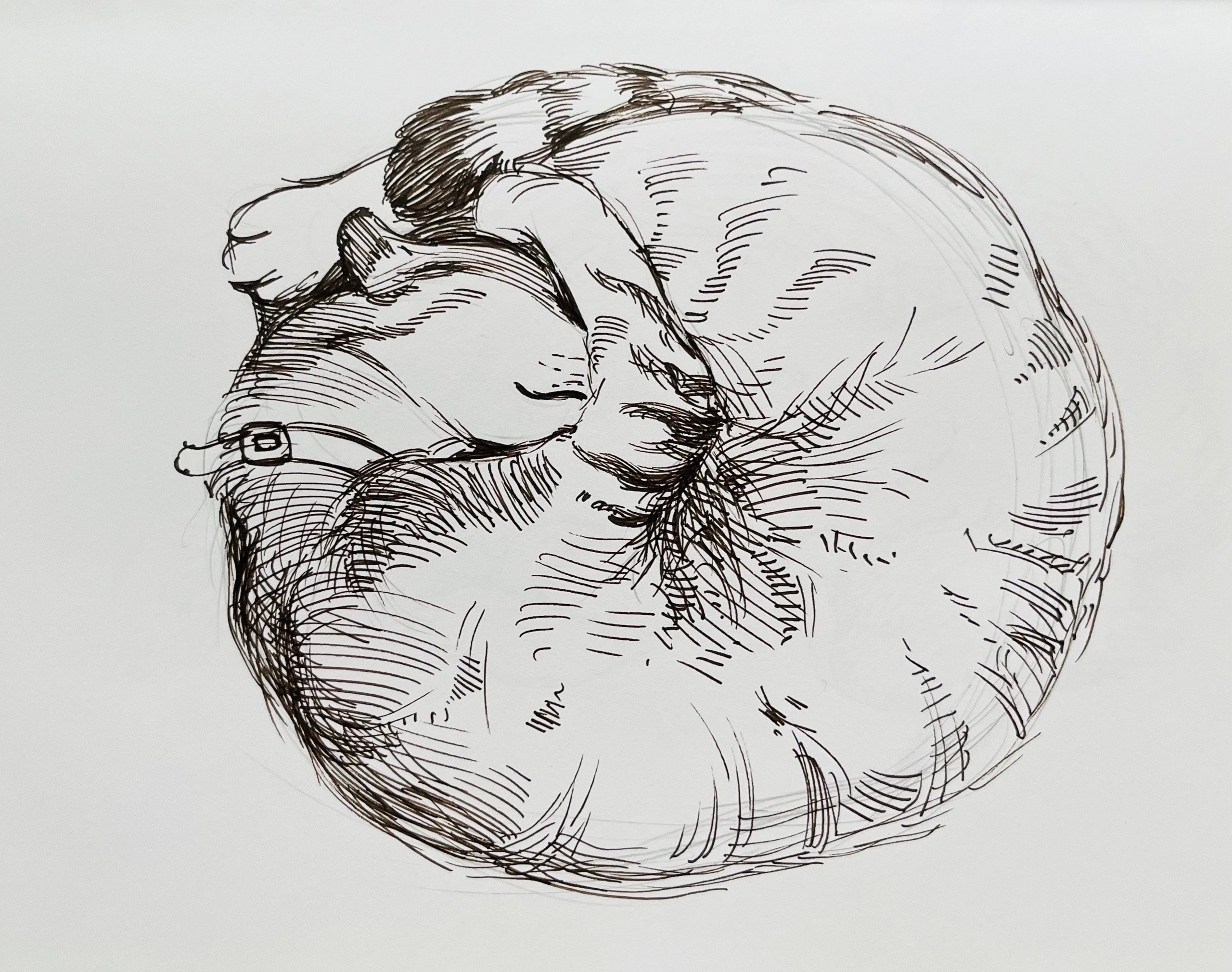 День котов. Ефремова Ольга. Художник