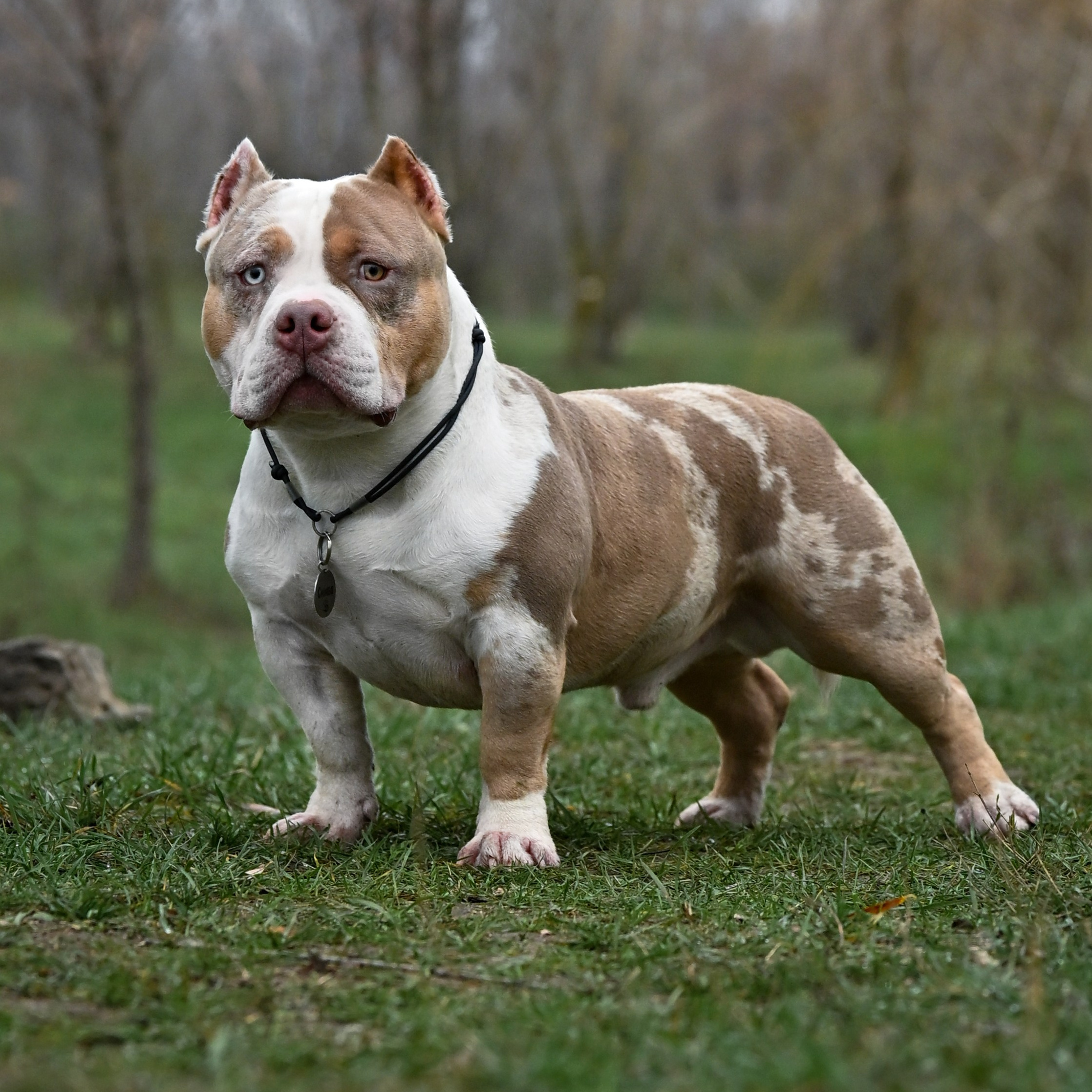 продажа щенков Амбулли в Хабаровске