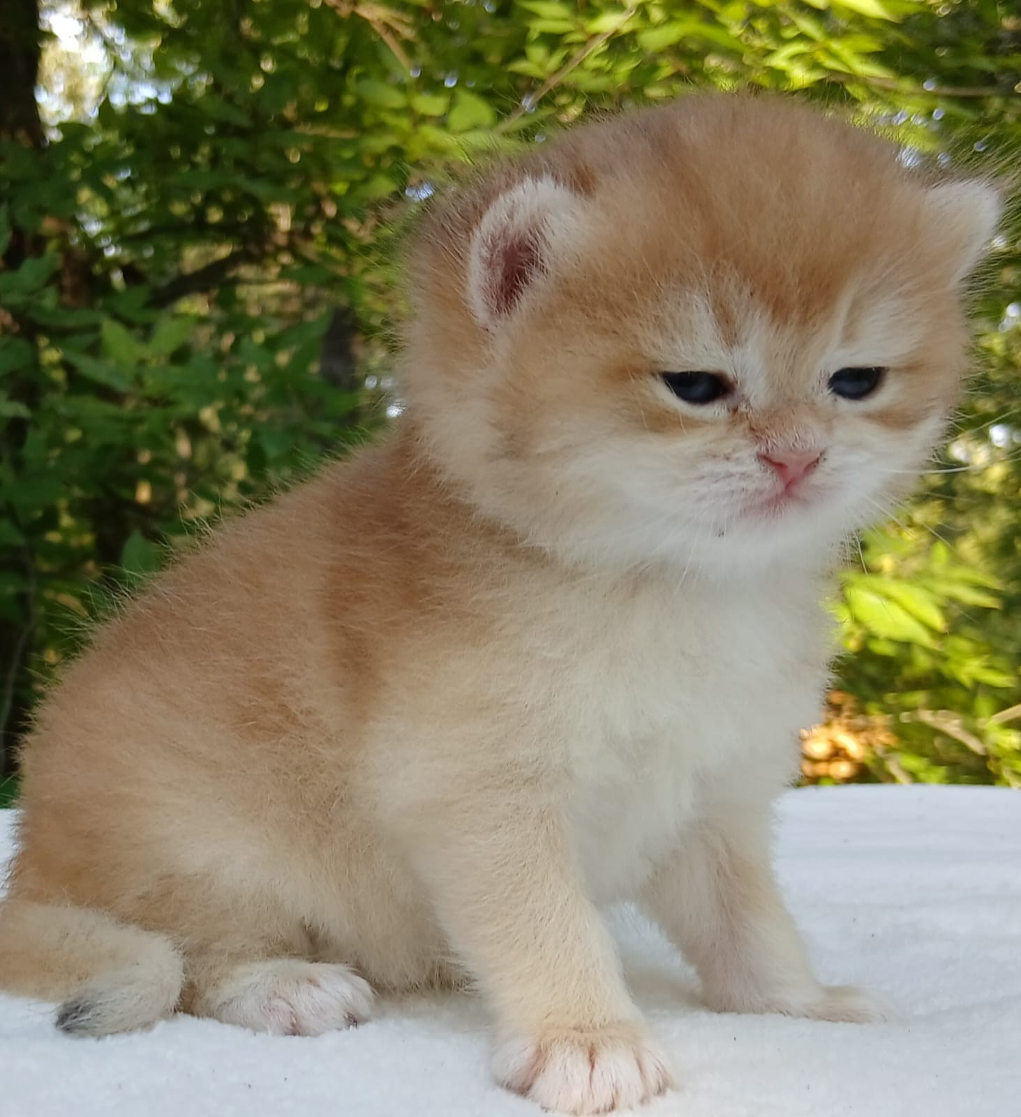 British shorhair Cats