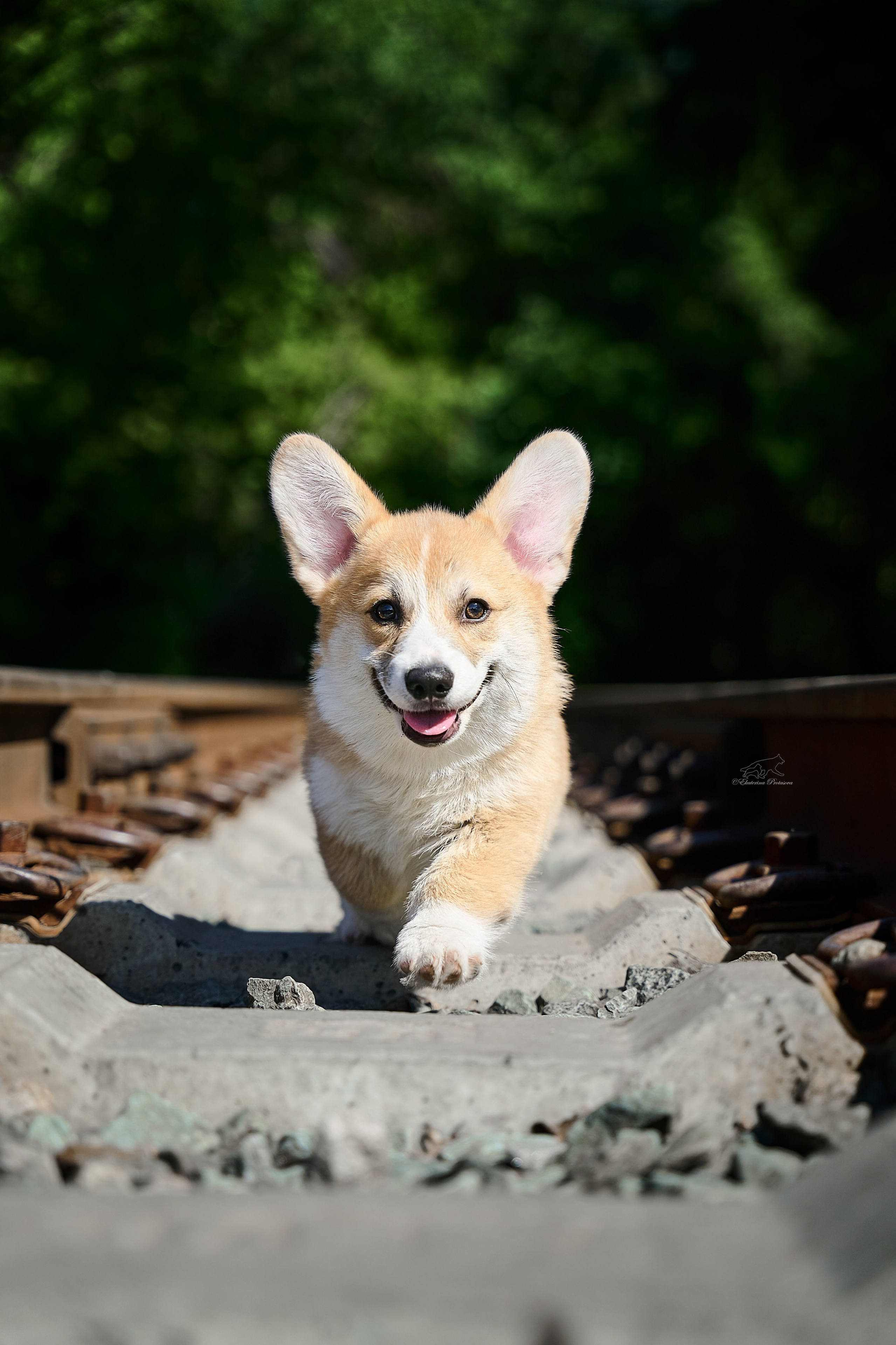 Обо мне. Фотограф-анималист в Иркутске