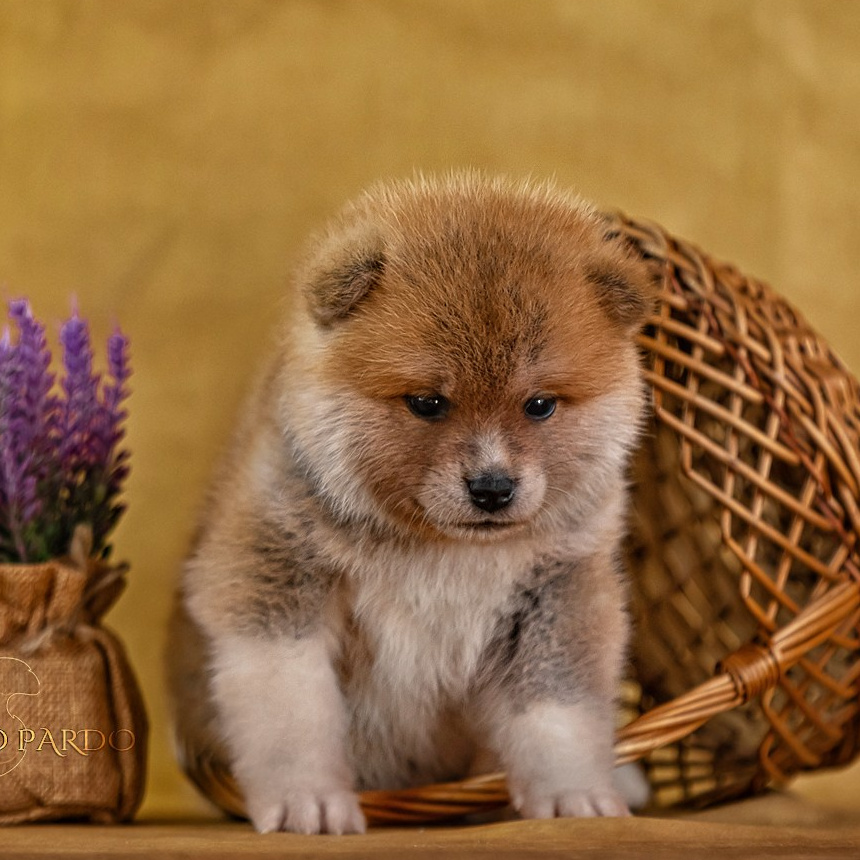 ЩЕНКИ. Kawaii Kuma питомник собак пород Корги пемброк, Акита ину, Сиба