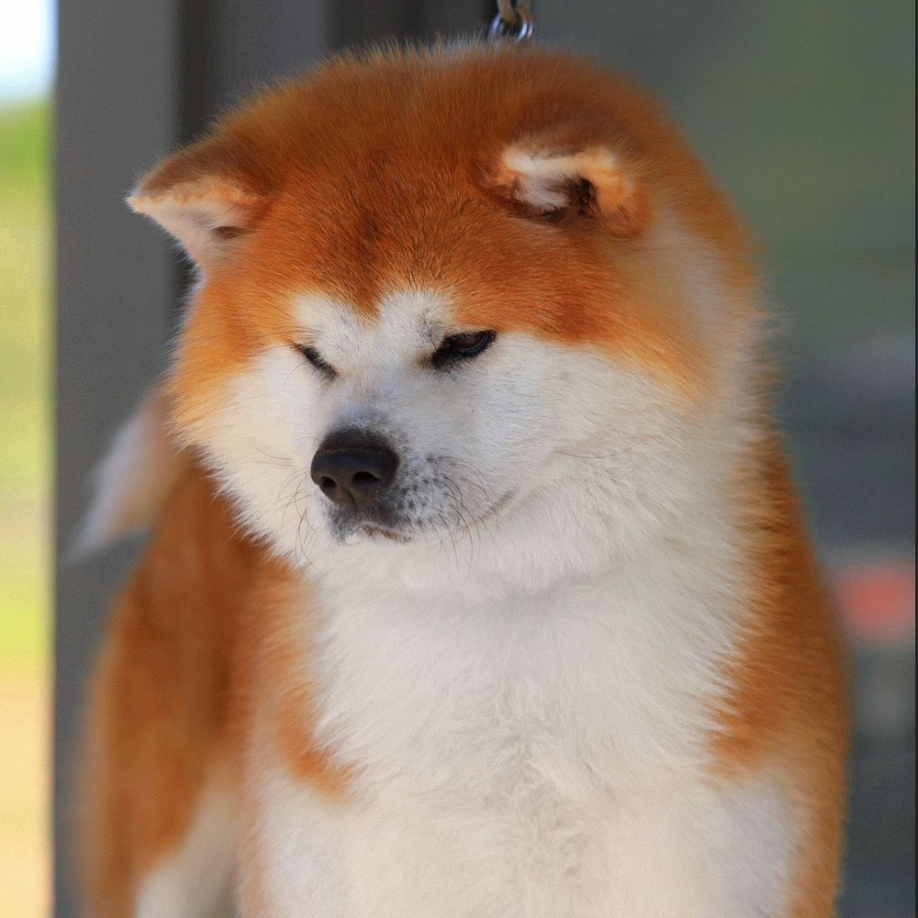 Breeding Plans. Kennel Akita inu