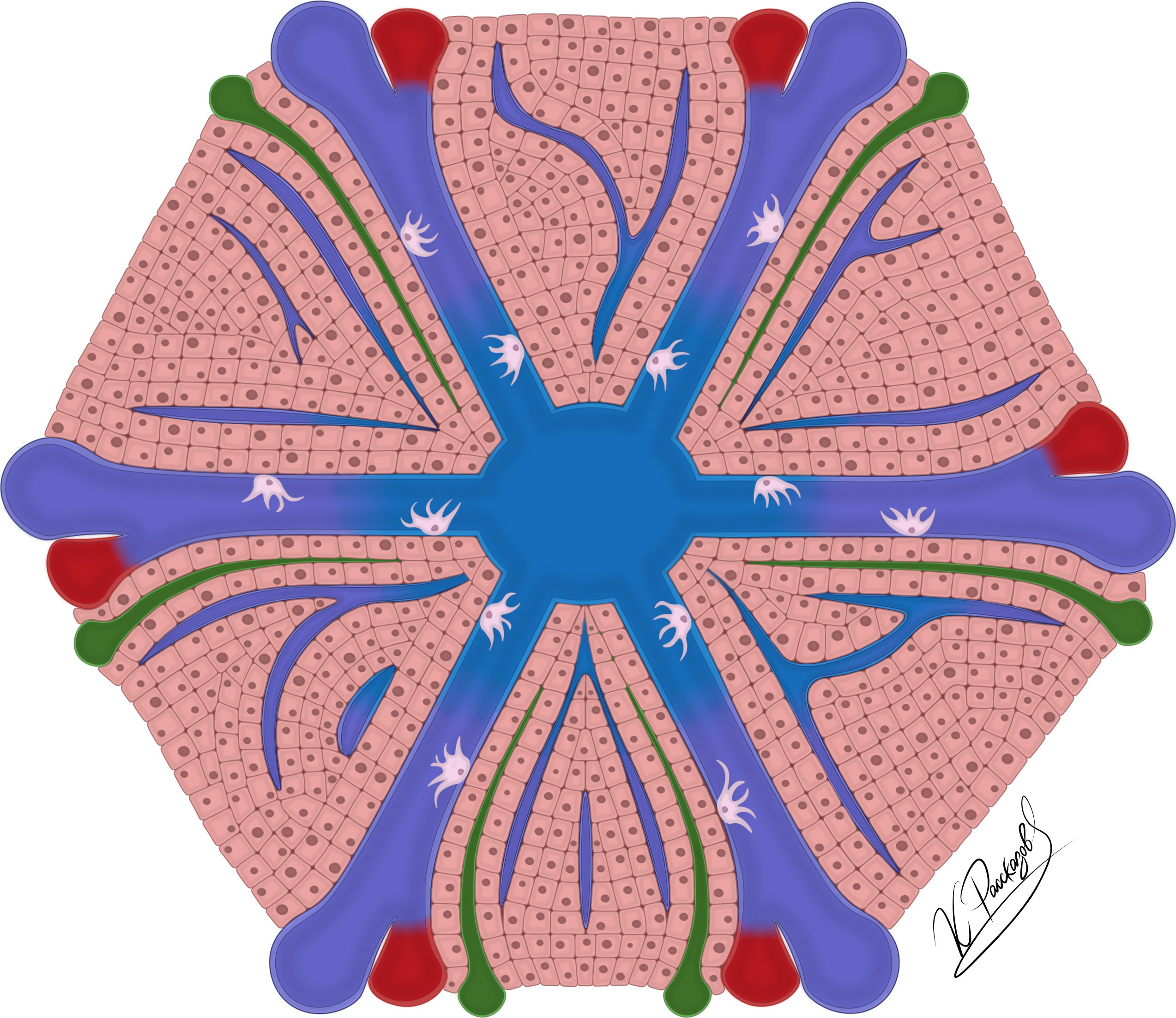Services. Scientific and medical illustration | Konstantin Rasskazov — Medical illustrator