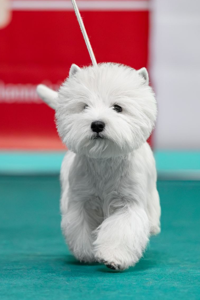 Щенки 14.01.2025. Питомник собак породы вест хайленд вайт терьер в Москве