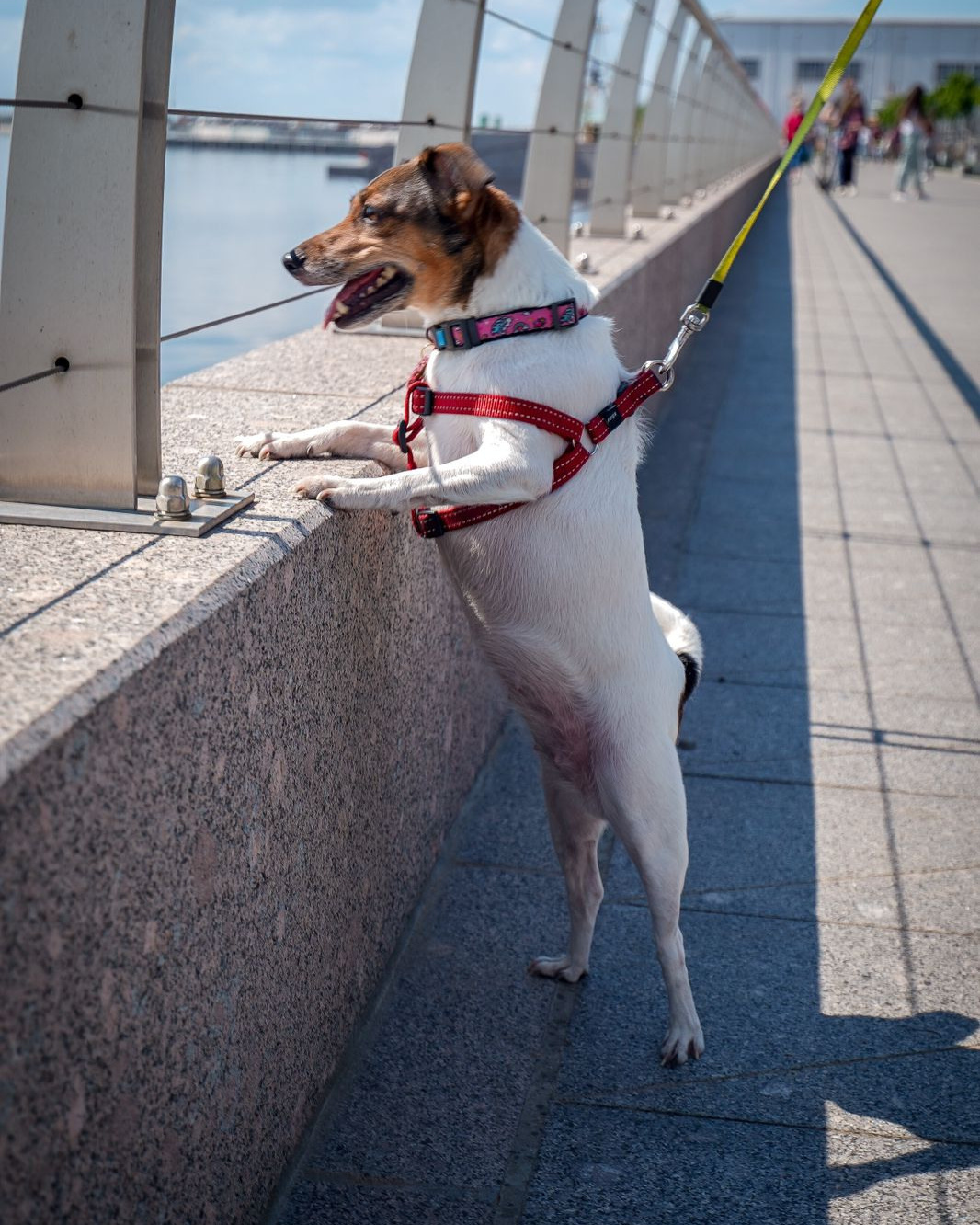 Фотосессия с питомцем