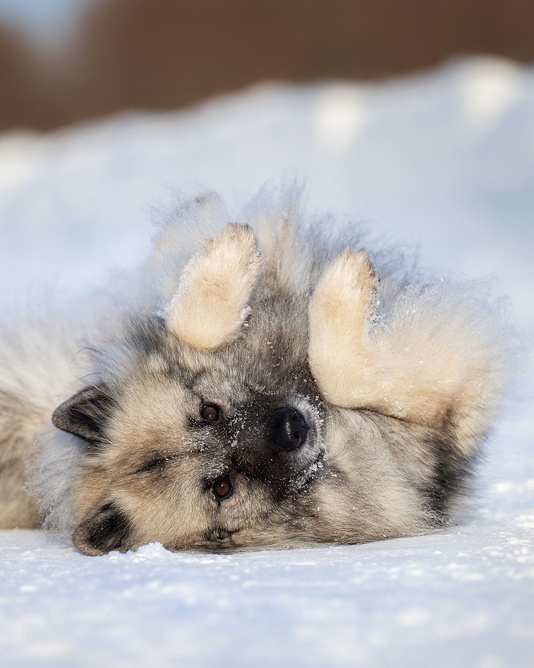 Лучшие трюки собак для фотосессии. Фотограф собак в Москве и Московской области Иванушкина Мария
