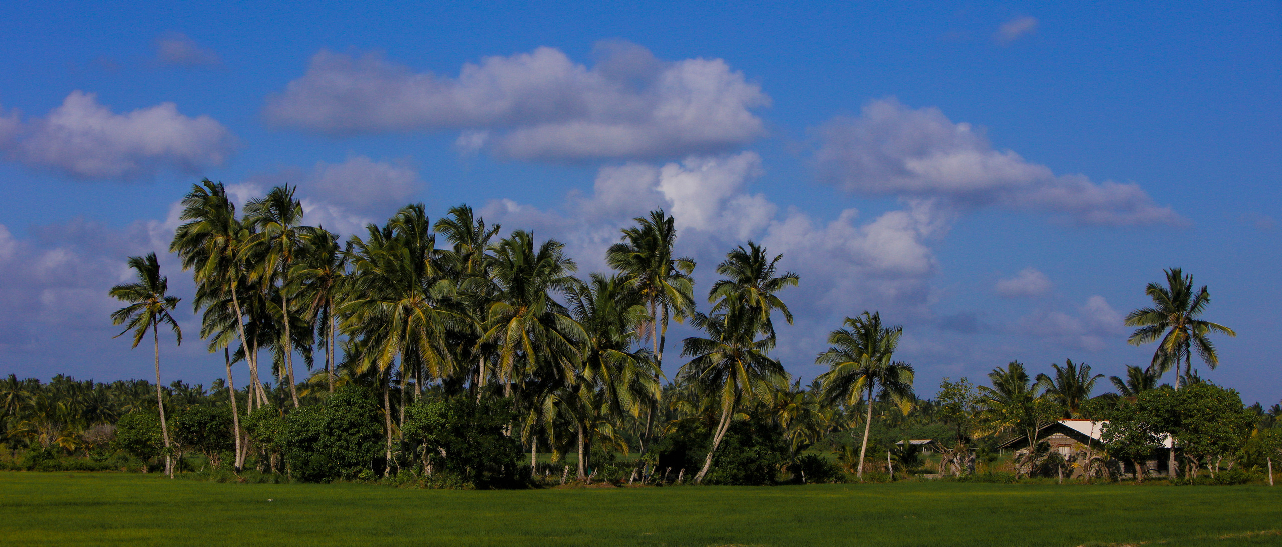 2019 — Шри Ланка. OneSnap