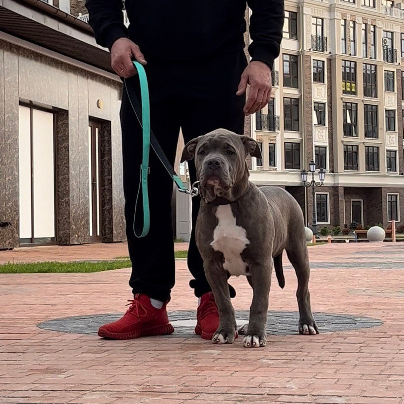 Американские булли XL в г. Калининград. Питомник Great Bully UNIVERSE