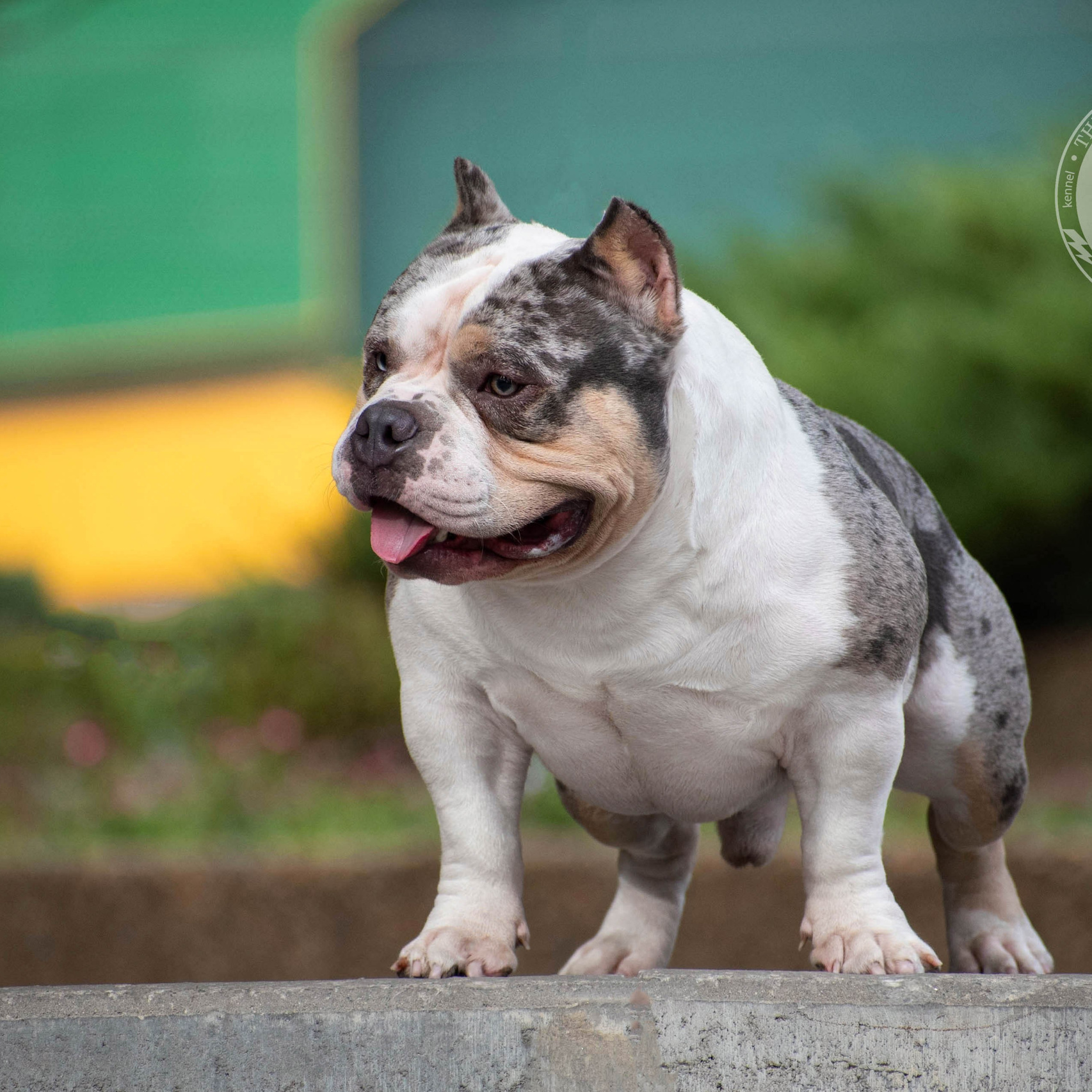 продажа щенков American Bully в Хабаровске