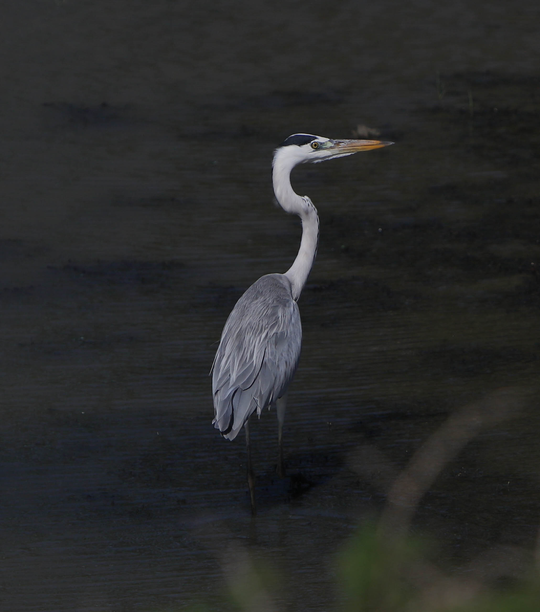 2019 — Шри Ланка. OneSnap