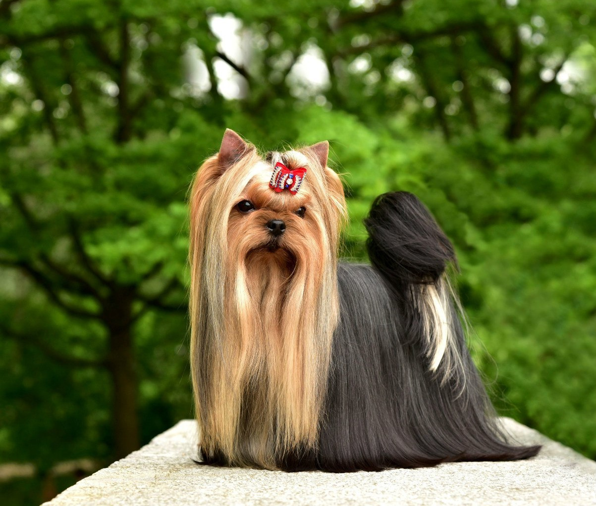 Xcalibr Stribrne Prani. Питомник Йоркширских терьеров Дэнстайл в Санкт-Петербурге заводчик Тих