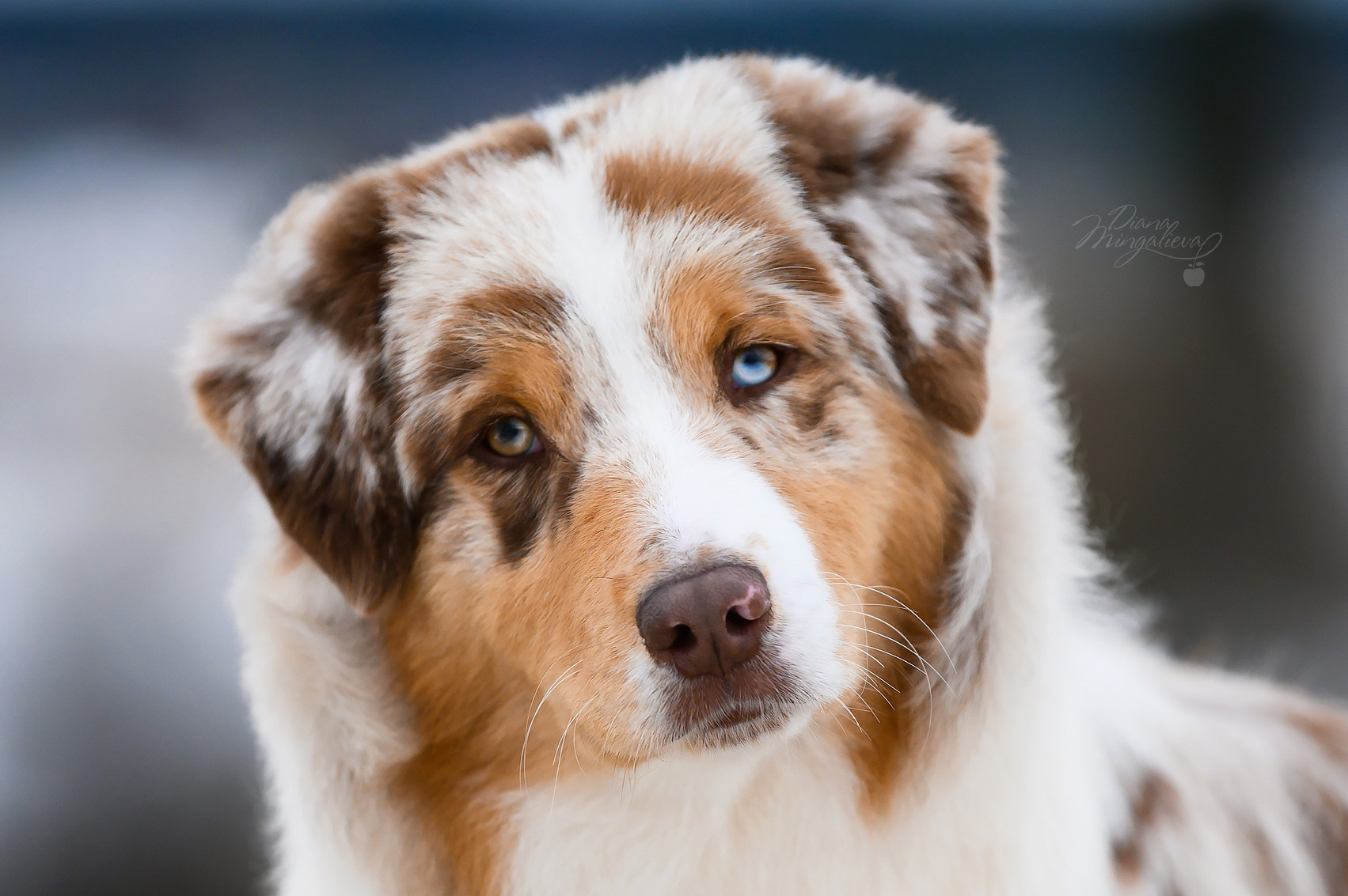 КАМИ. Питомник австралийских овчарок «APPLEDORE»