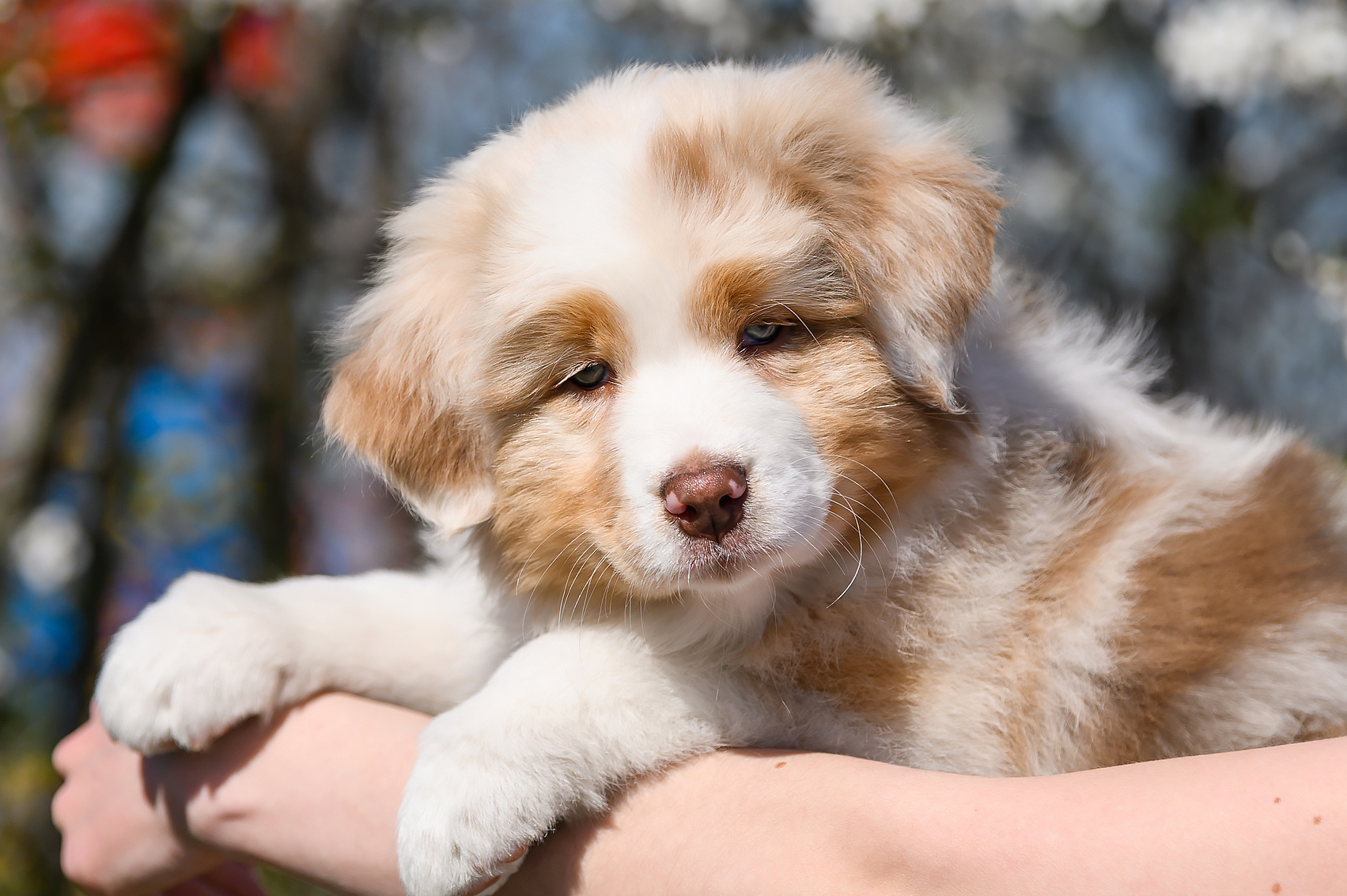 ПОМЕТ C. APPLEDORE