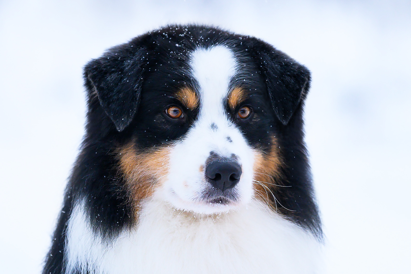 КОБЕЛИ. Питомник австралийских овчарок «APPLEDORE»