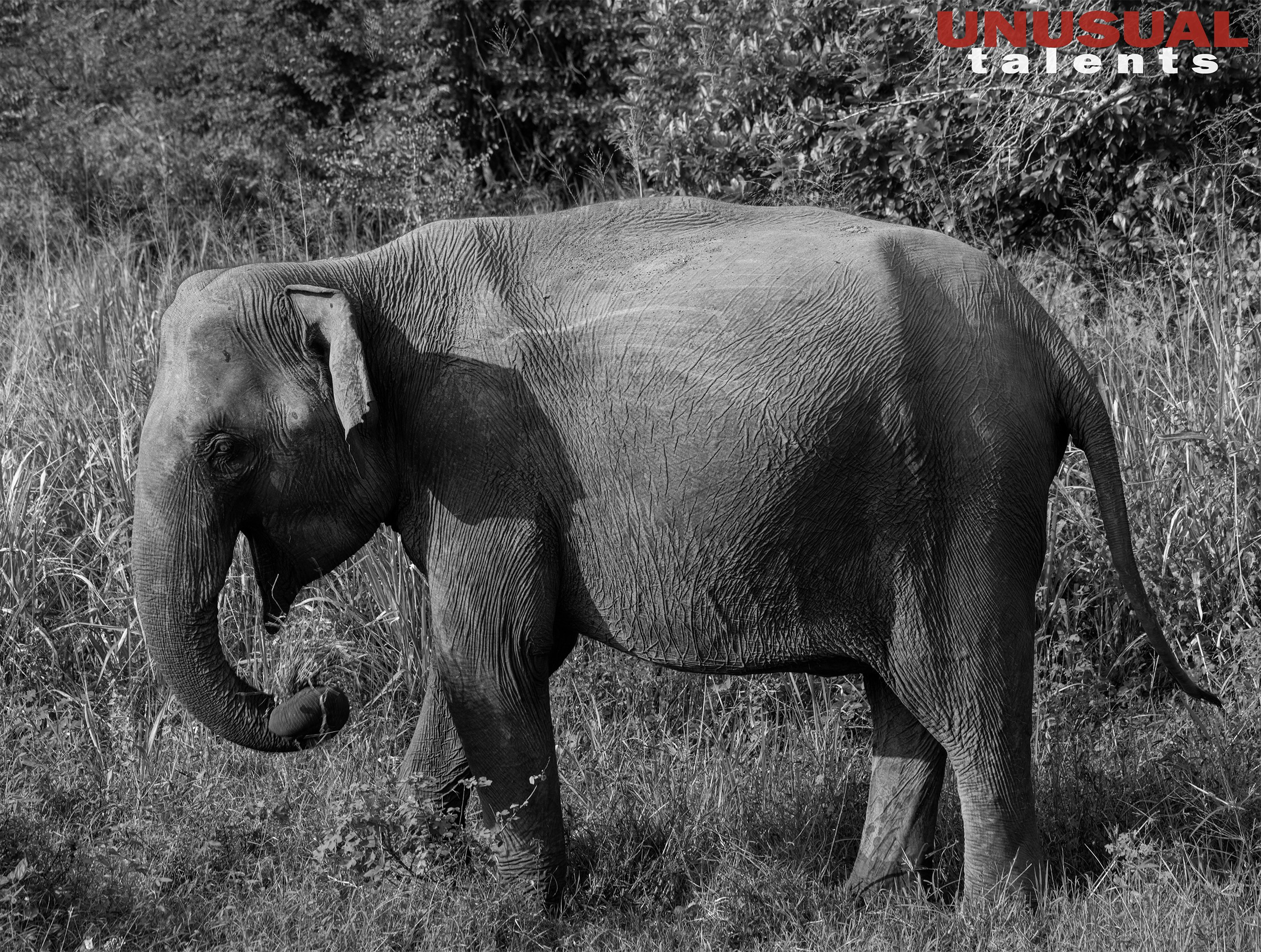 Ekaterina Kott. UNUSUAL TALENT magazine