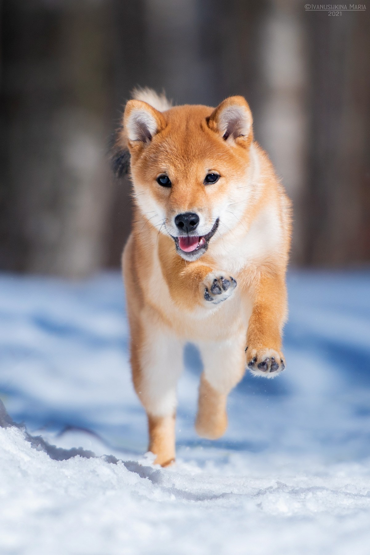 Фотосессия щенков на улице. Фотограф собак в Москве и Московской области Иванушкина Мария