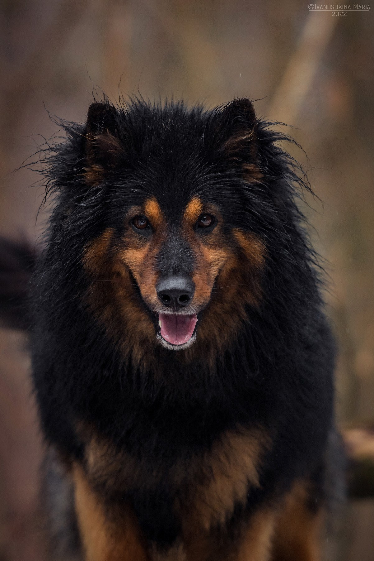 Как выбрать место и время для фотосессии собаки. Фотограф собак в Москве и Московской области Иванушкина Мария
