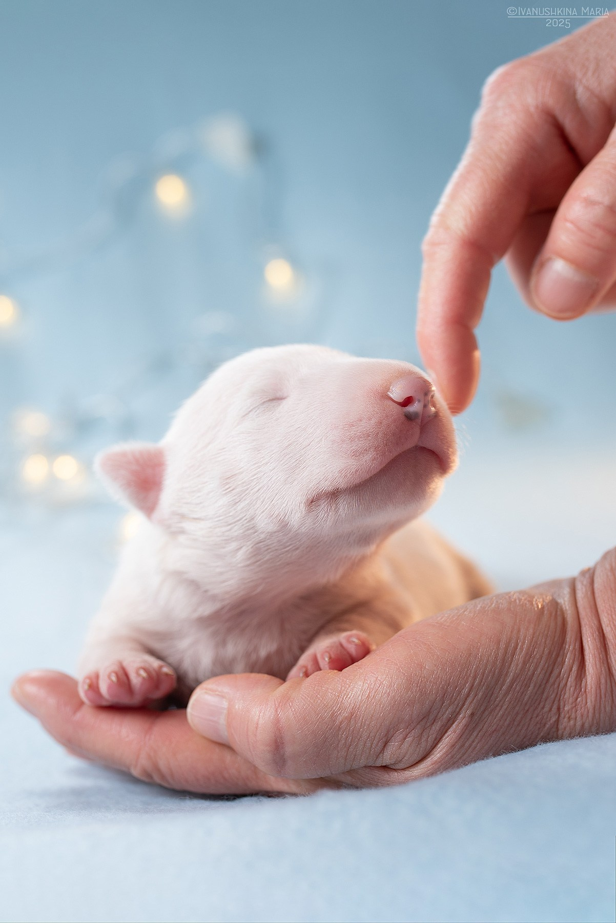 Фотосессия новорожденных щенков. Фотограф собак в Москве и Московской области Иванушкина Мария