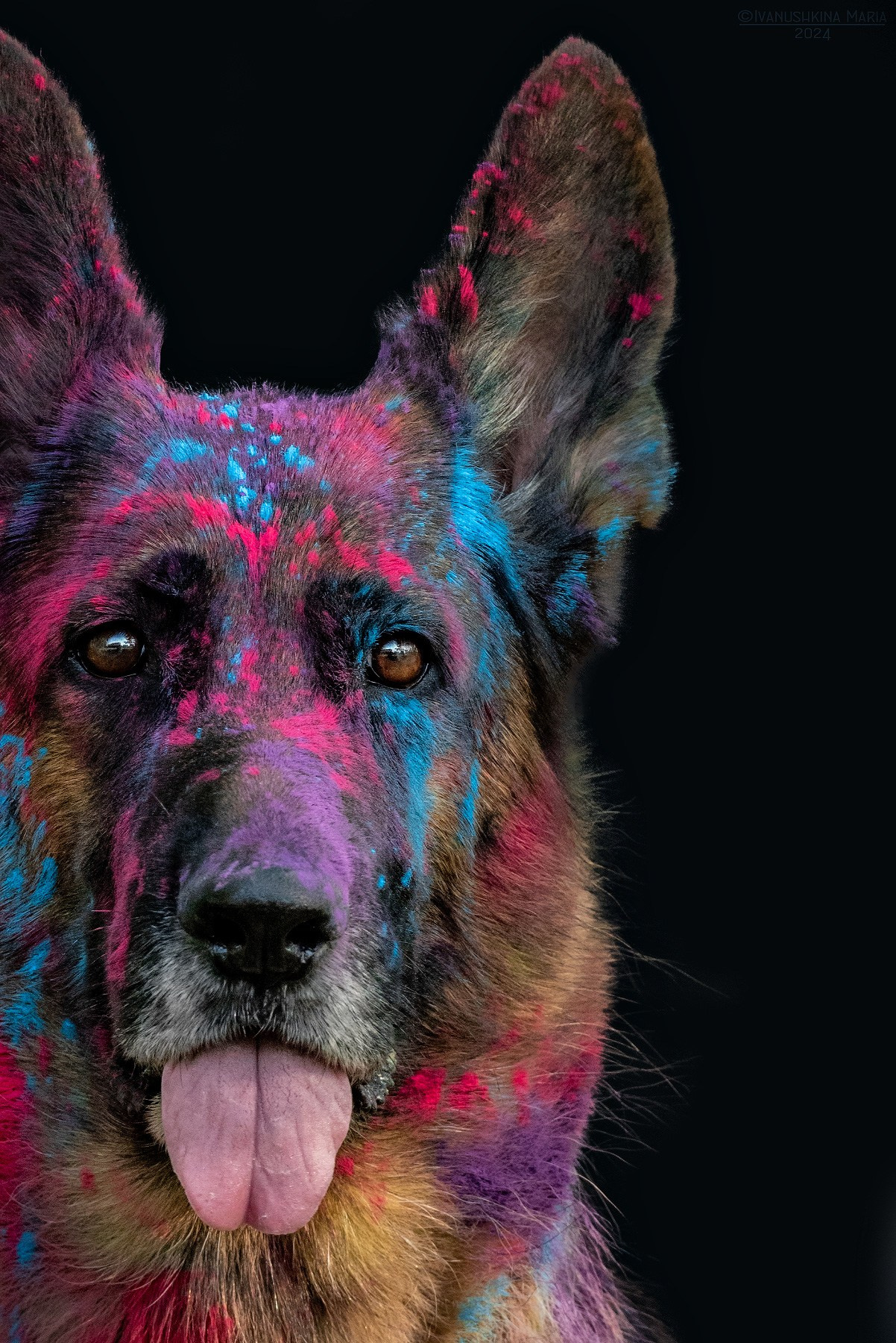 Фотосессия собаки с красками холи. Фотограф собак в Москве и Московской области Иванушкина Мария