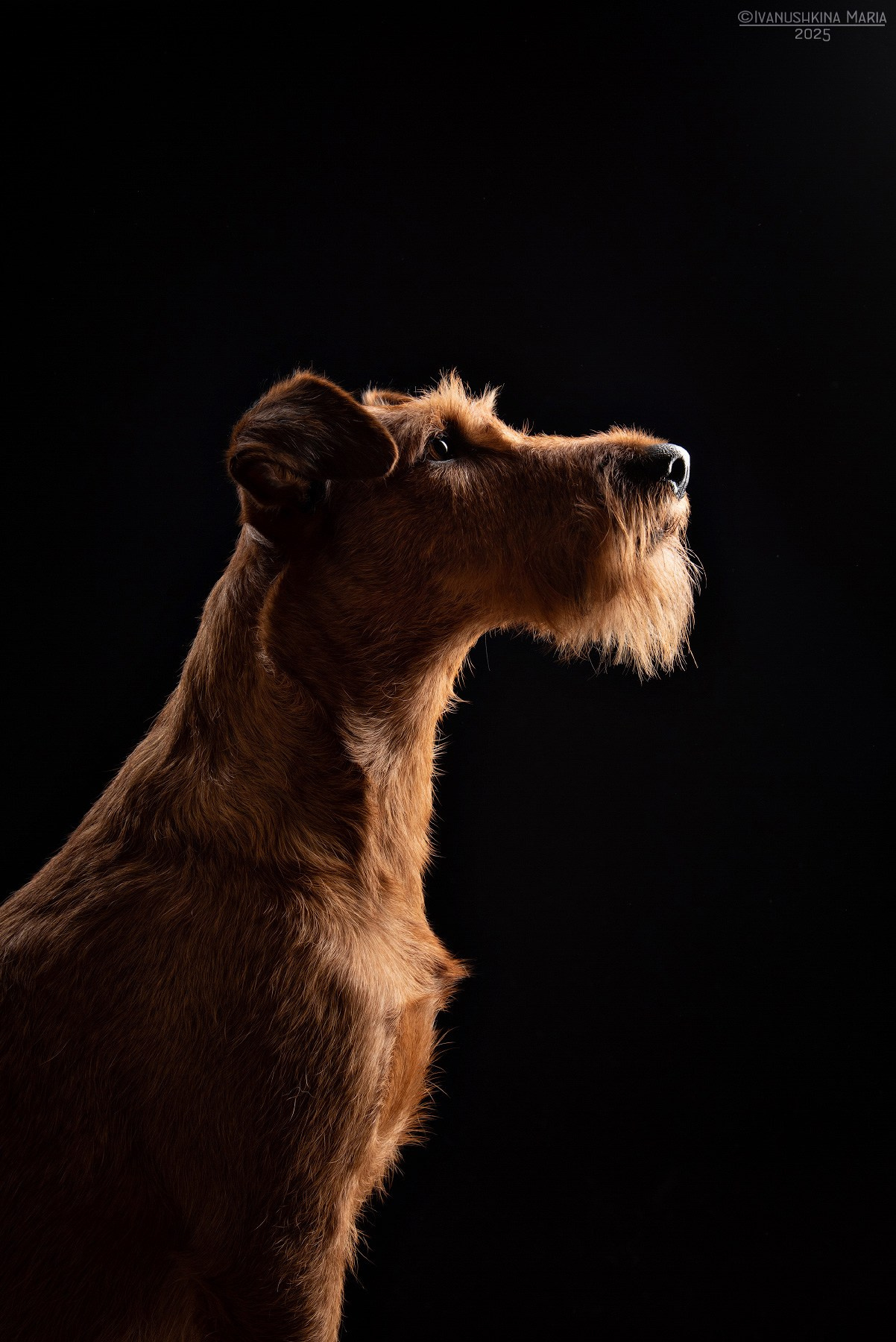 Фотосессия собаки в студии на фонах. Фотограф собак в Москве и Московской области Иванушкина Мария