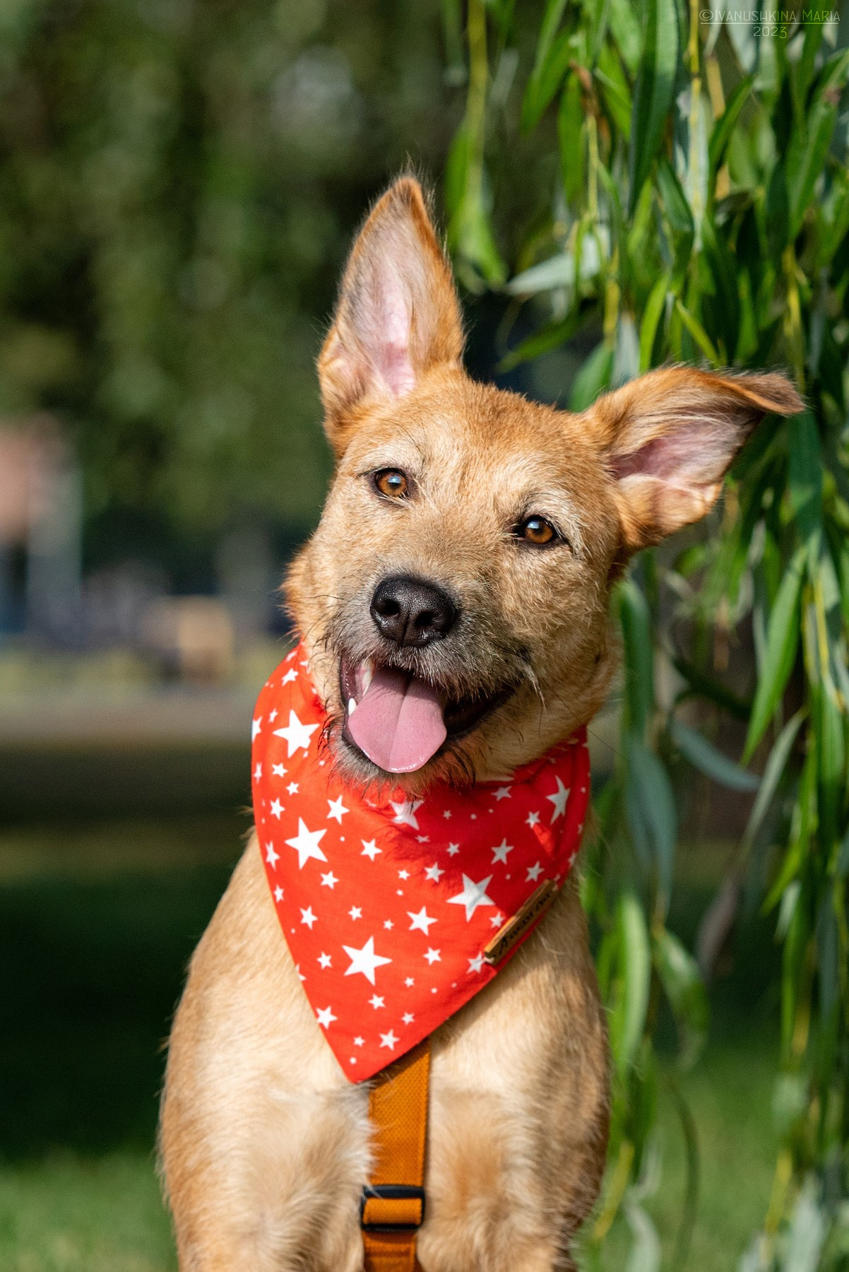 Фотосессия собаки на пристройство. Фотограф собак в Москве и Московской области Иванушкина Мария