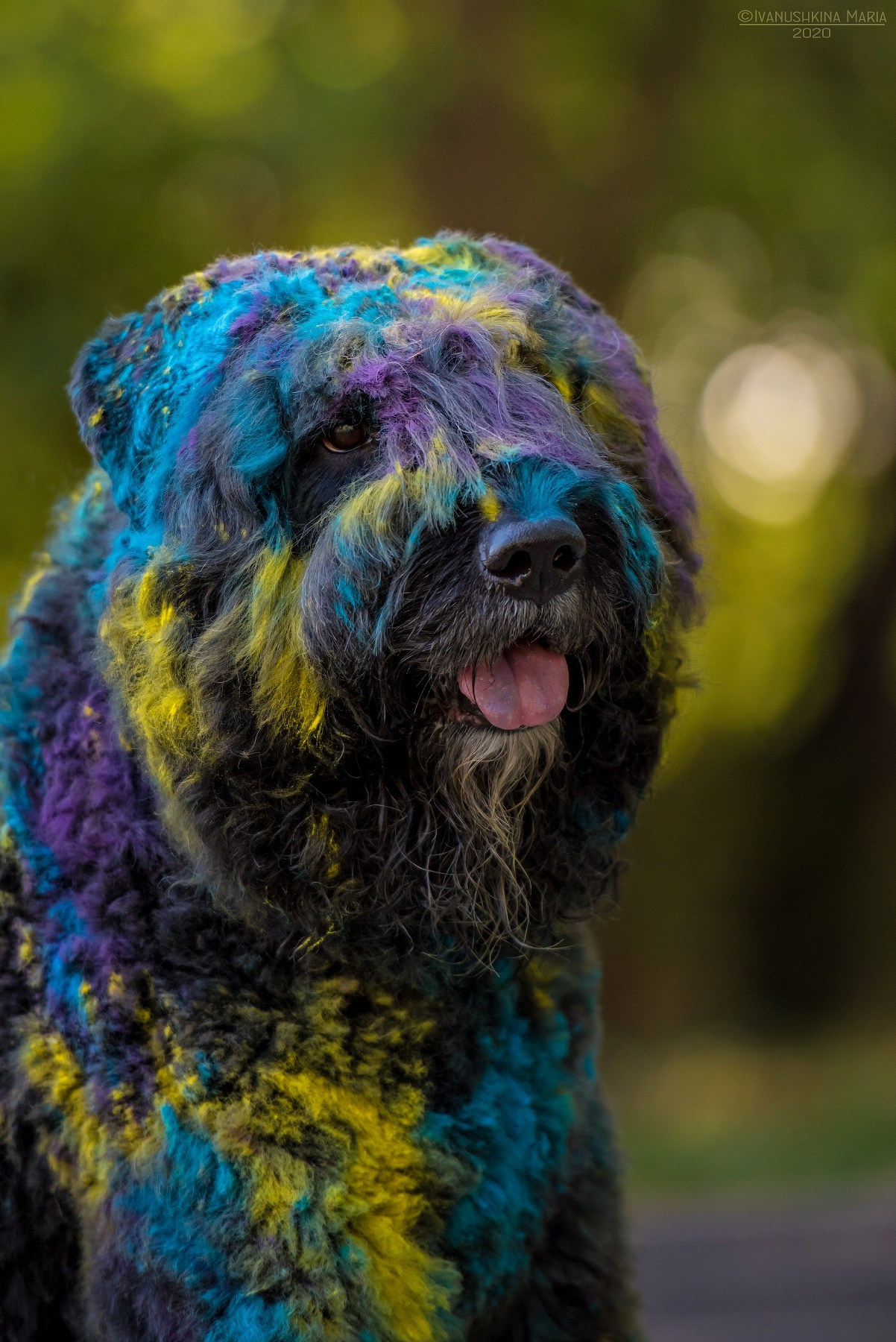 Фотосессия собаки с красками холи. Фотограф собак в Москве и Московской области Иванушкина Мария