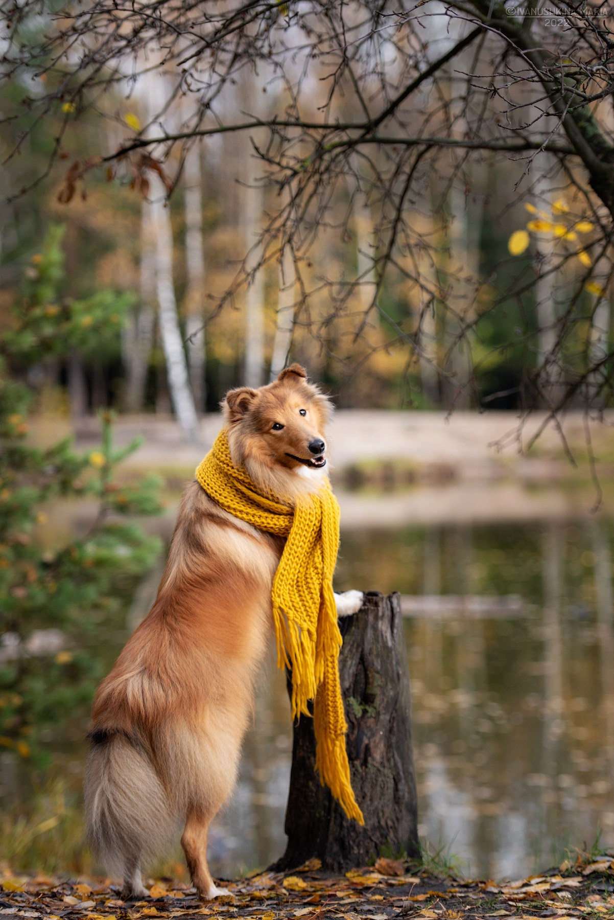 Как выбрать место и время для фотосессии собаки. Фотограф собак в Москве и Московской области Иванушкина Мария